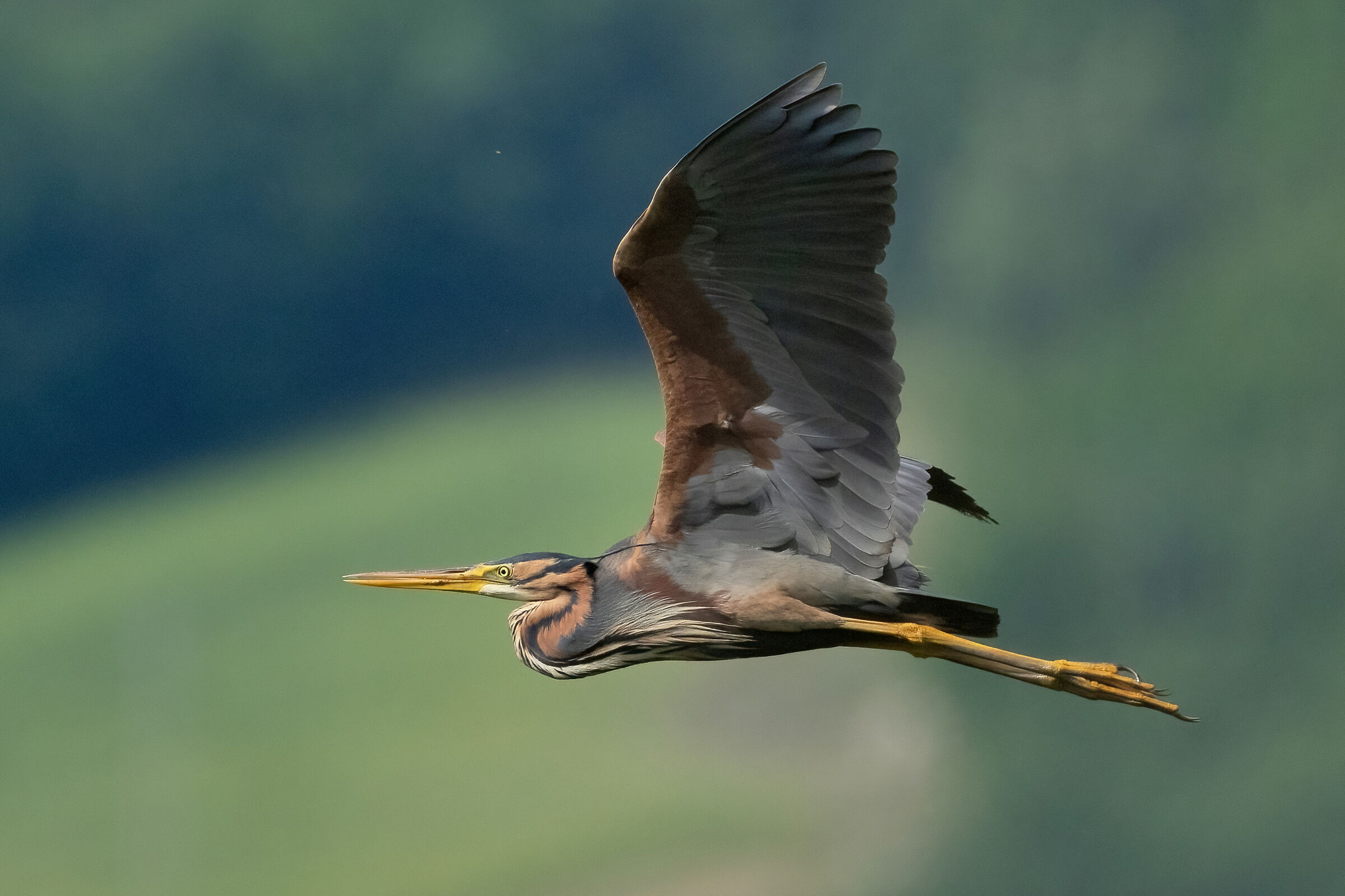 Purple Heron (Ardea purpurea)