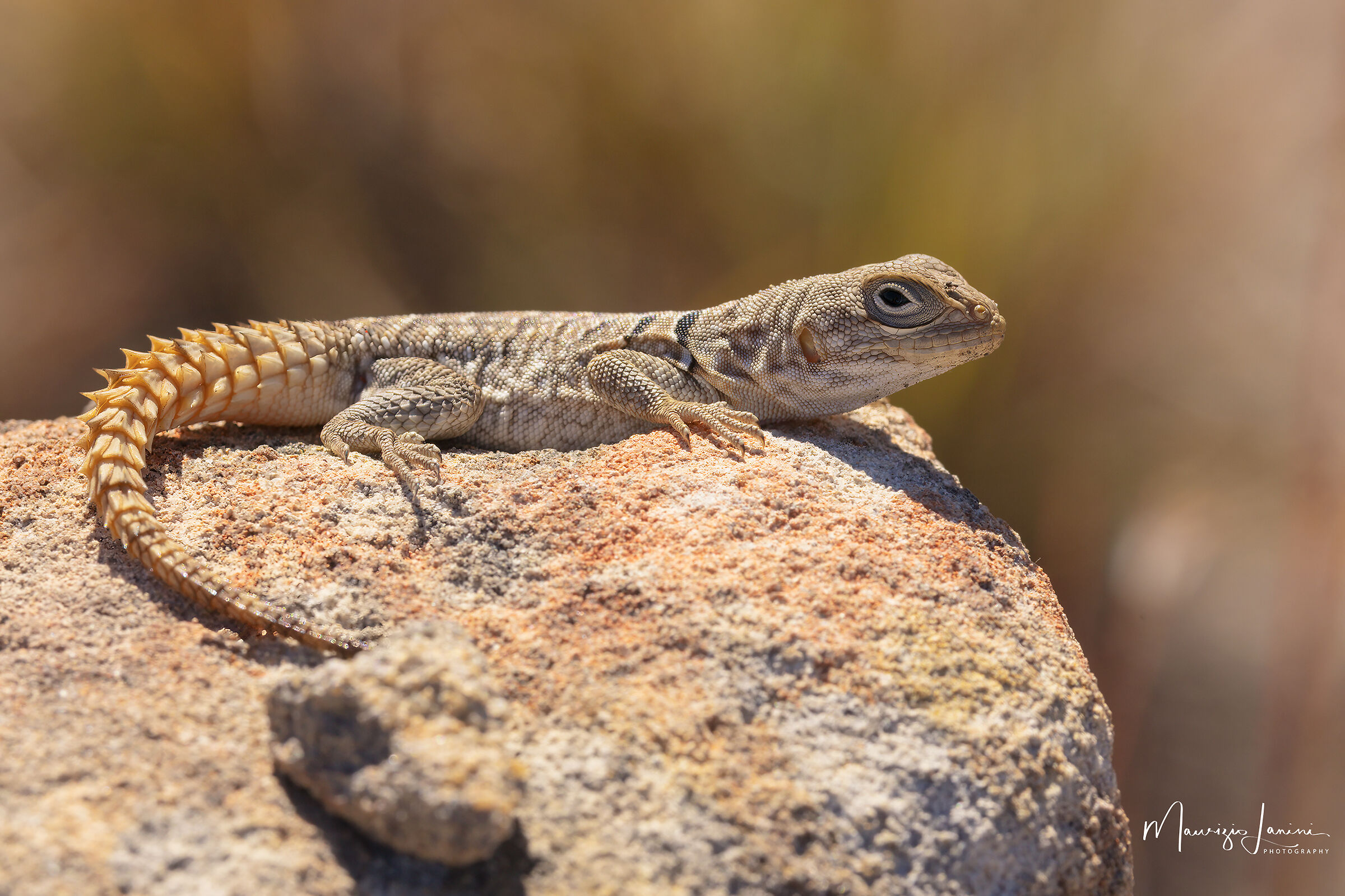 Lucertola dalla coda spinosa