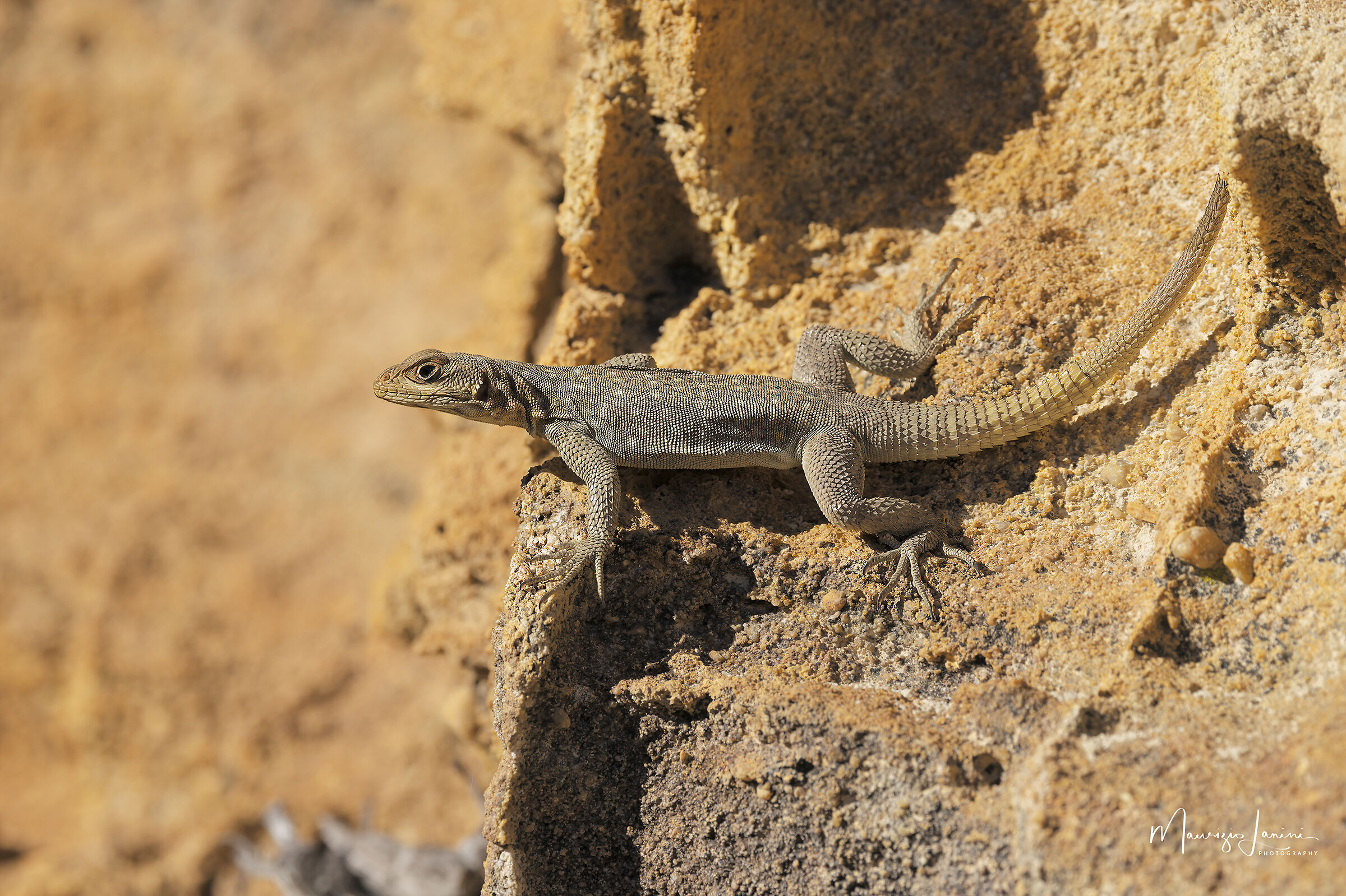 Iguana maculata dalla coda spinosa del Madagascar