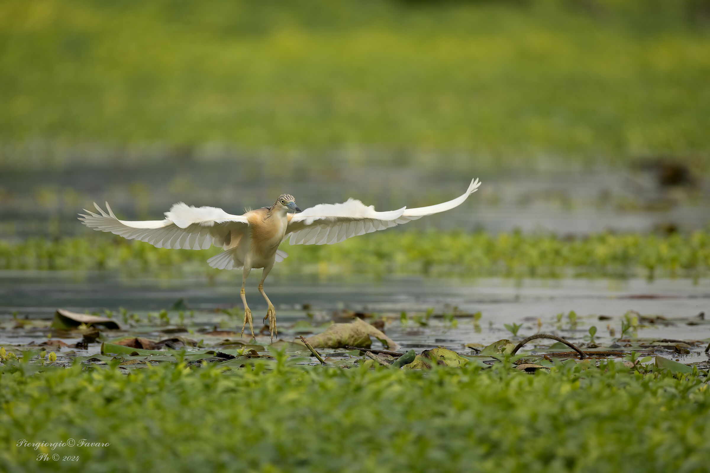 Squacco heron