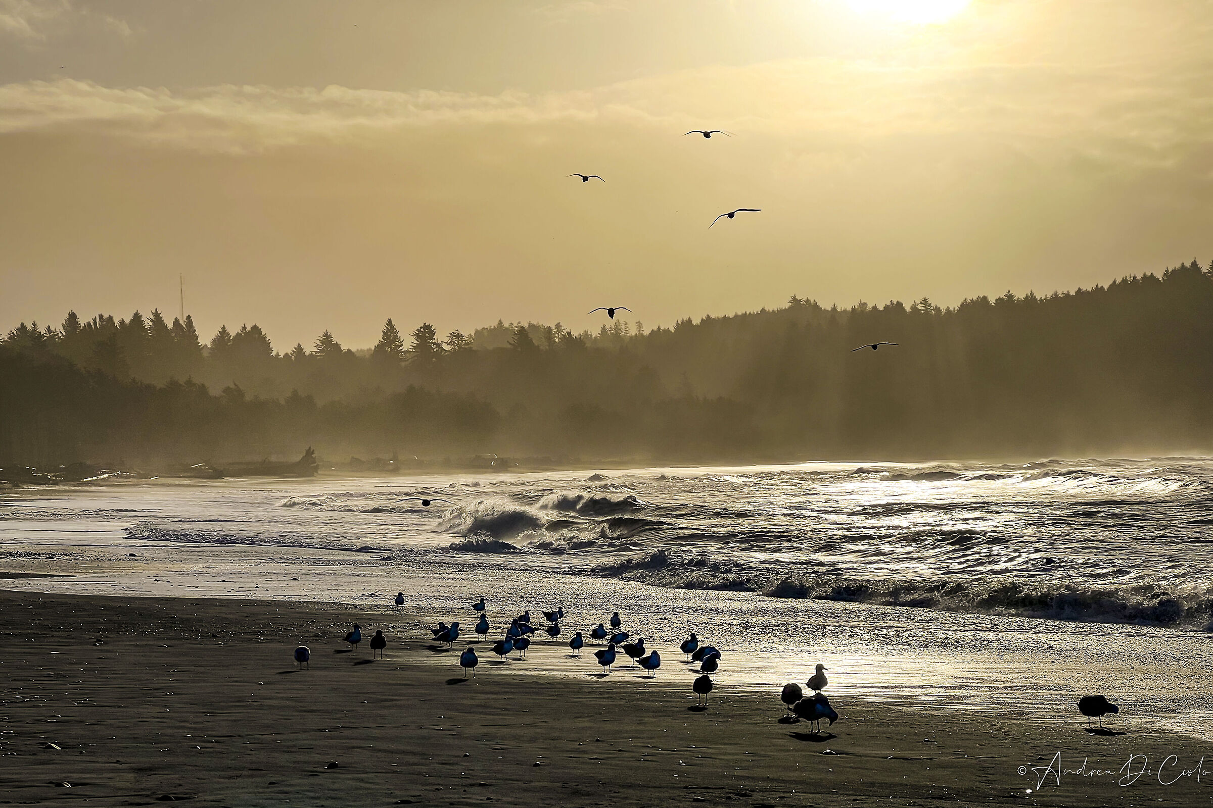 Alba sulla spiaggia di La Push, Washington