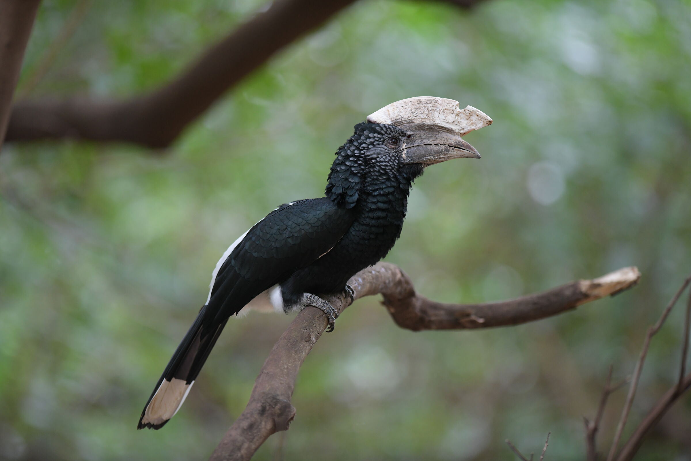 Bucero guanceargentate - Lake Manyara