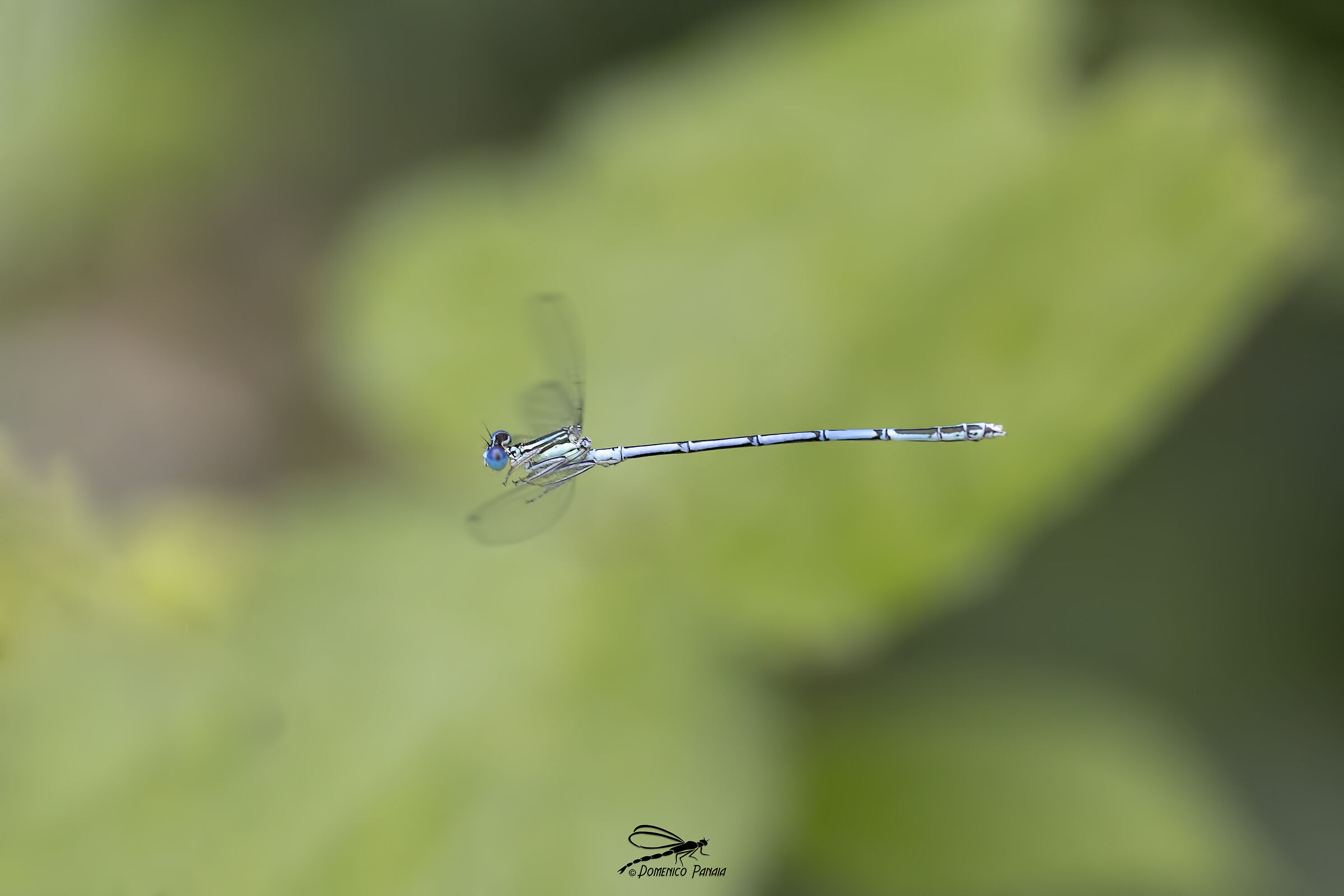 Platycnemis pennipes