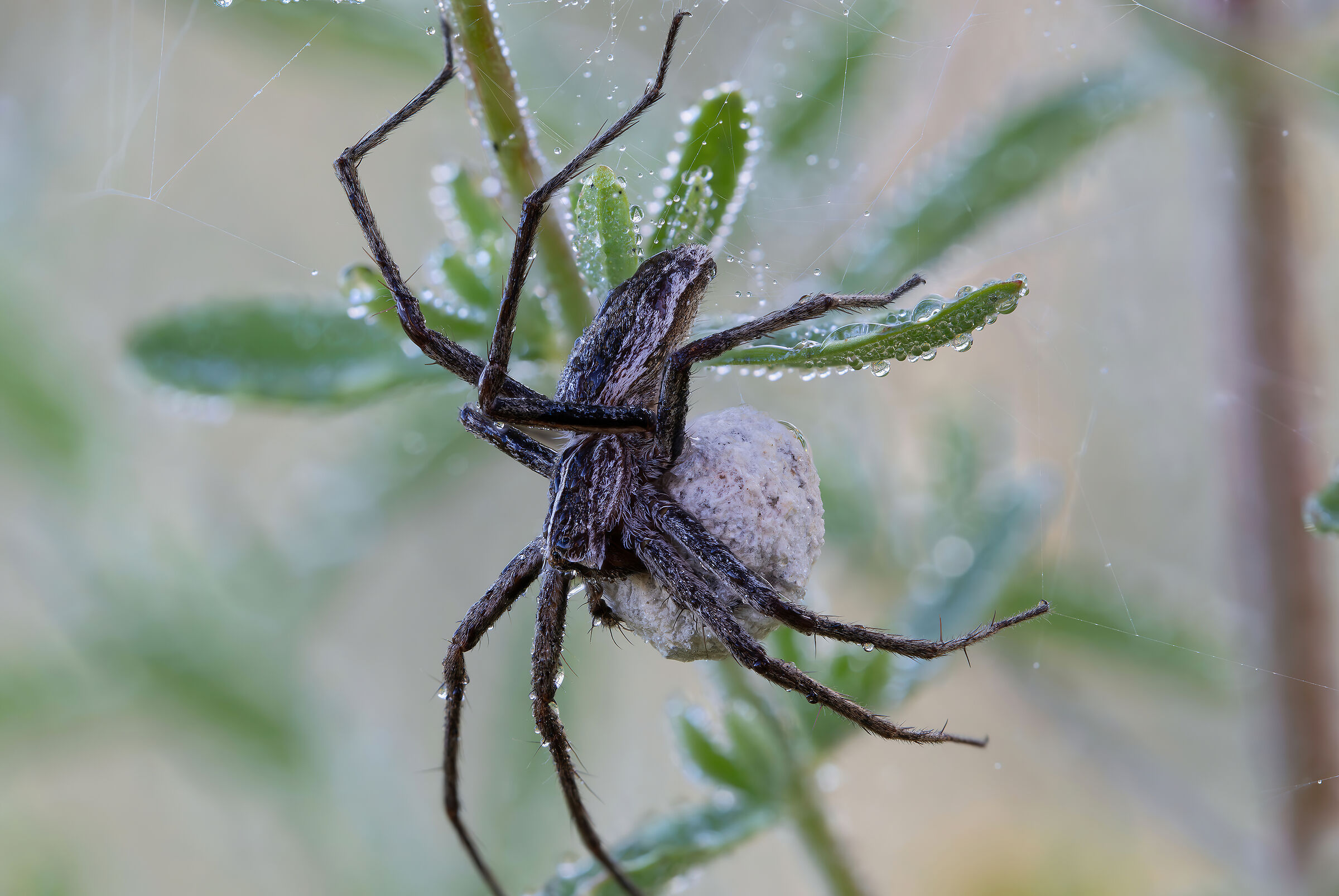 Pisaura sp. z o.o. with egg bag