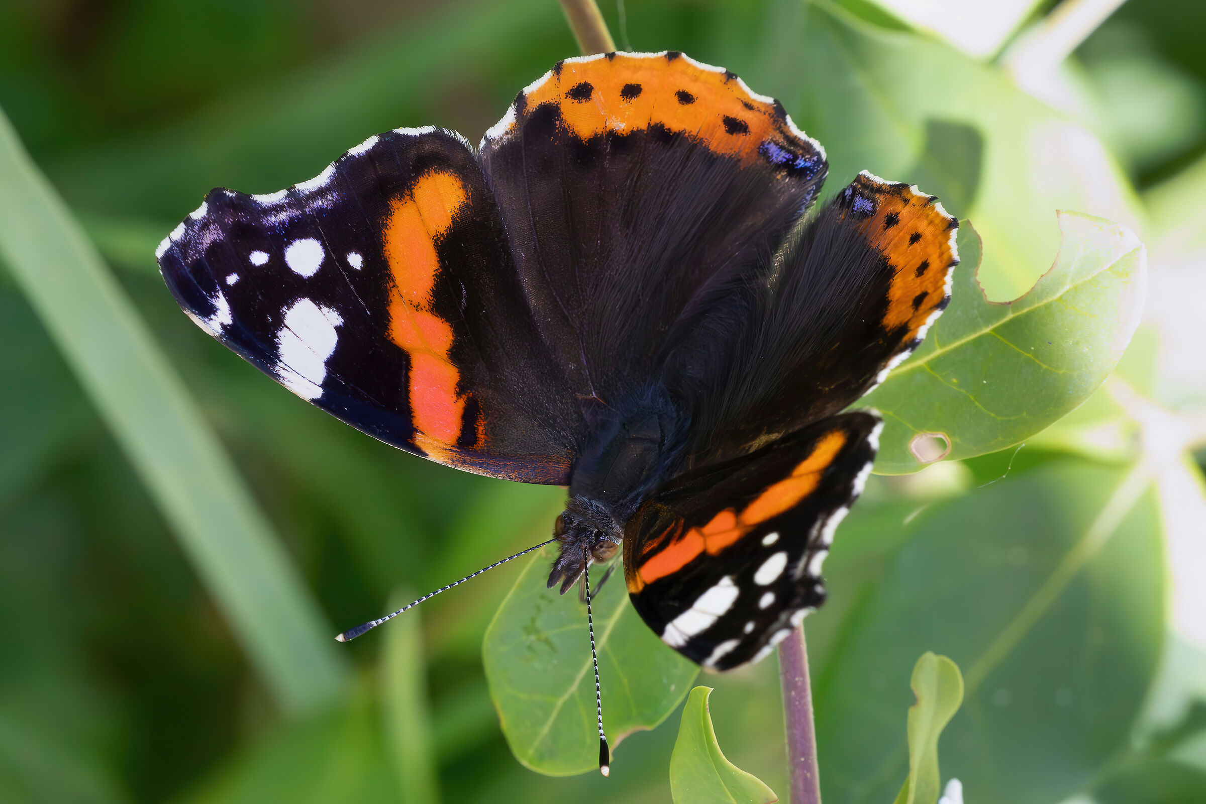 Vanessa atalanta