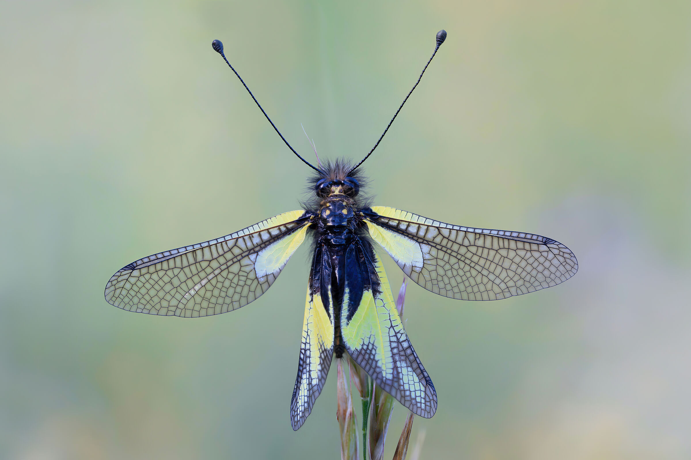 Libelloides coccajus