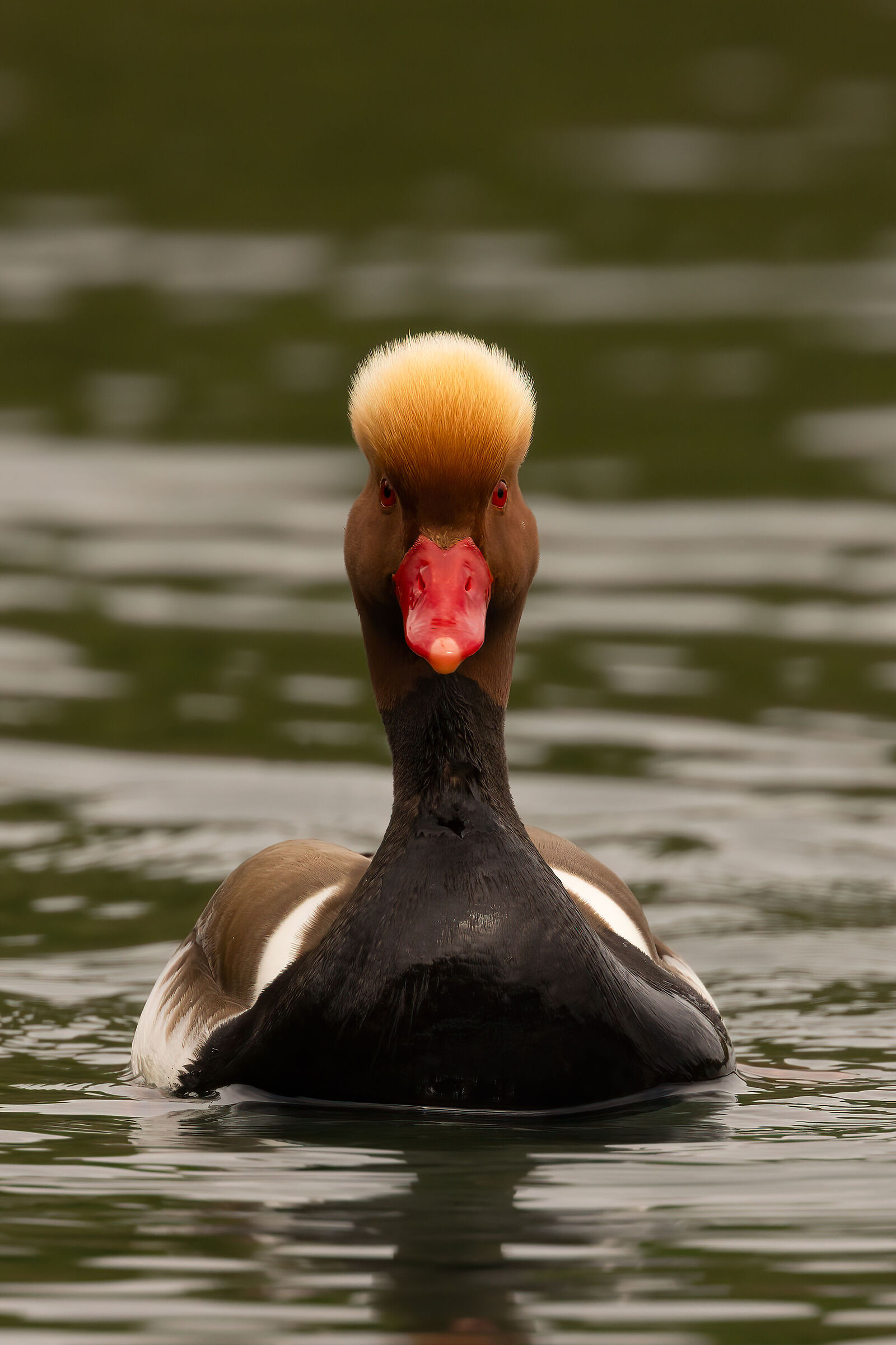 Sguardo dritto e pedalare...
