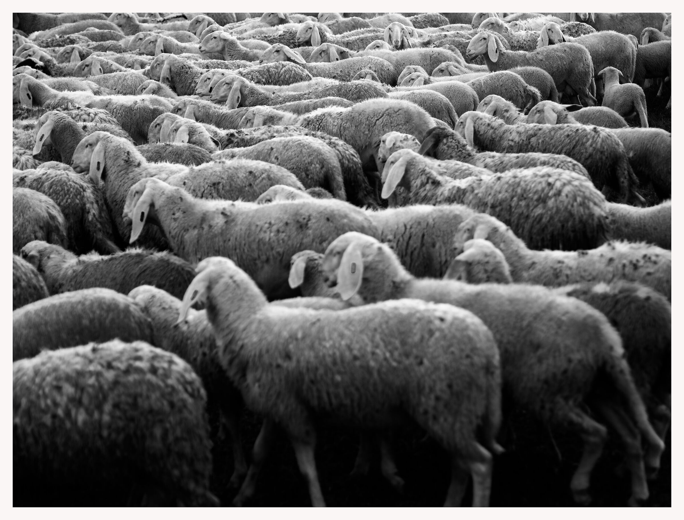 Sea of sheep