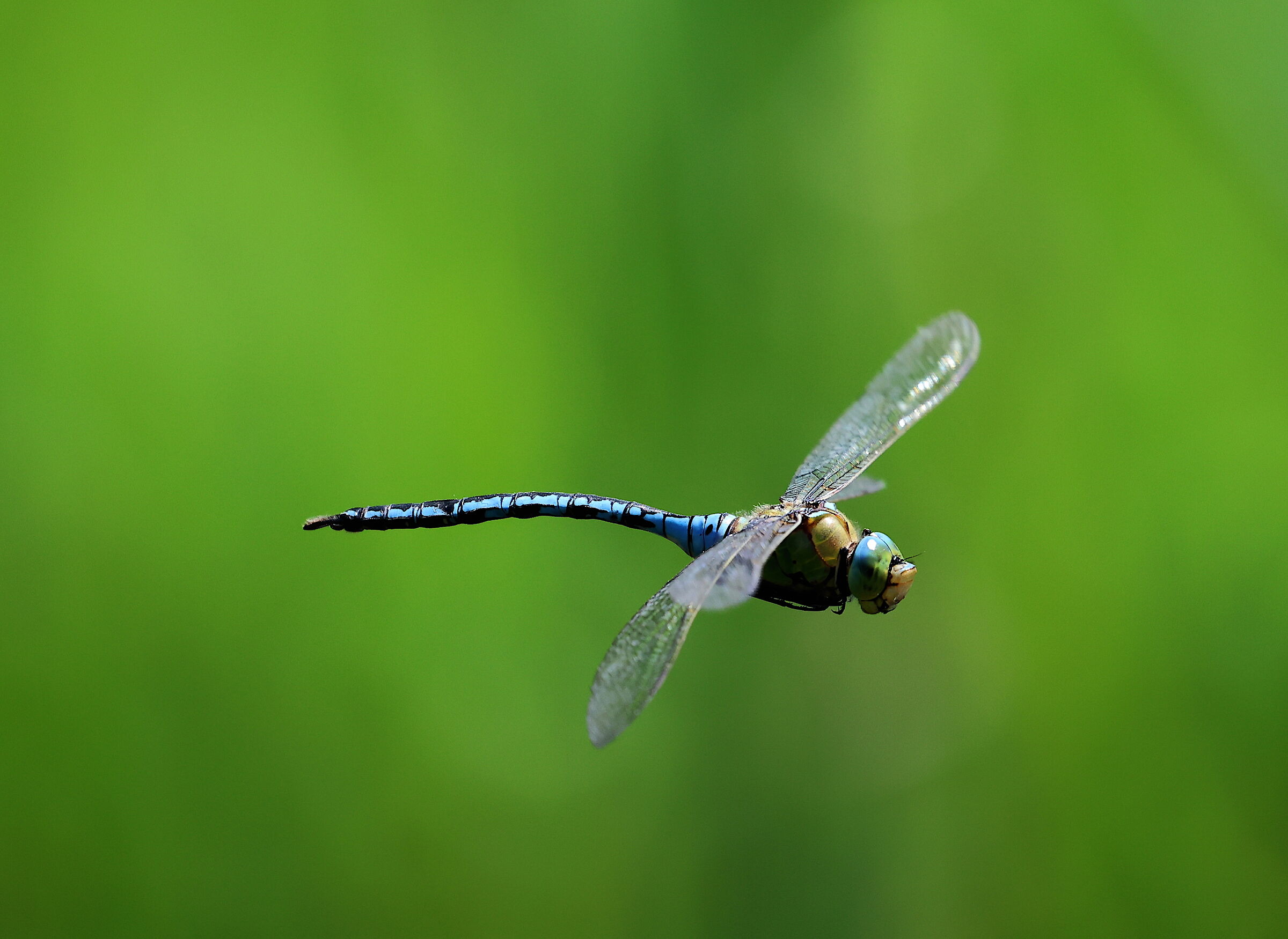 libellula in volo 11