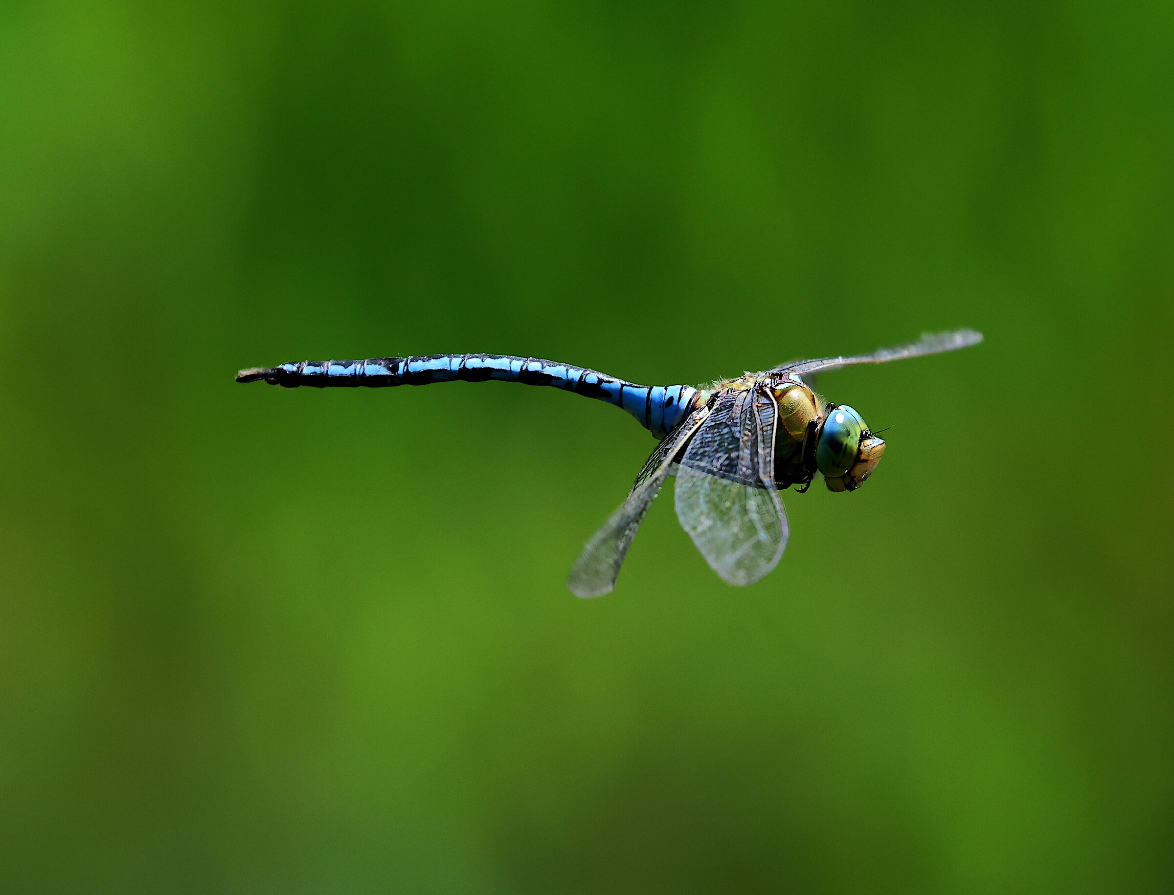 libellula in volo 12