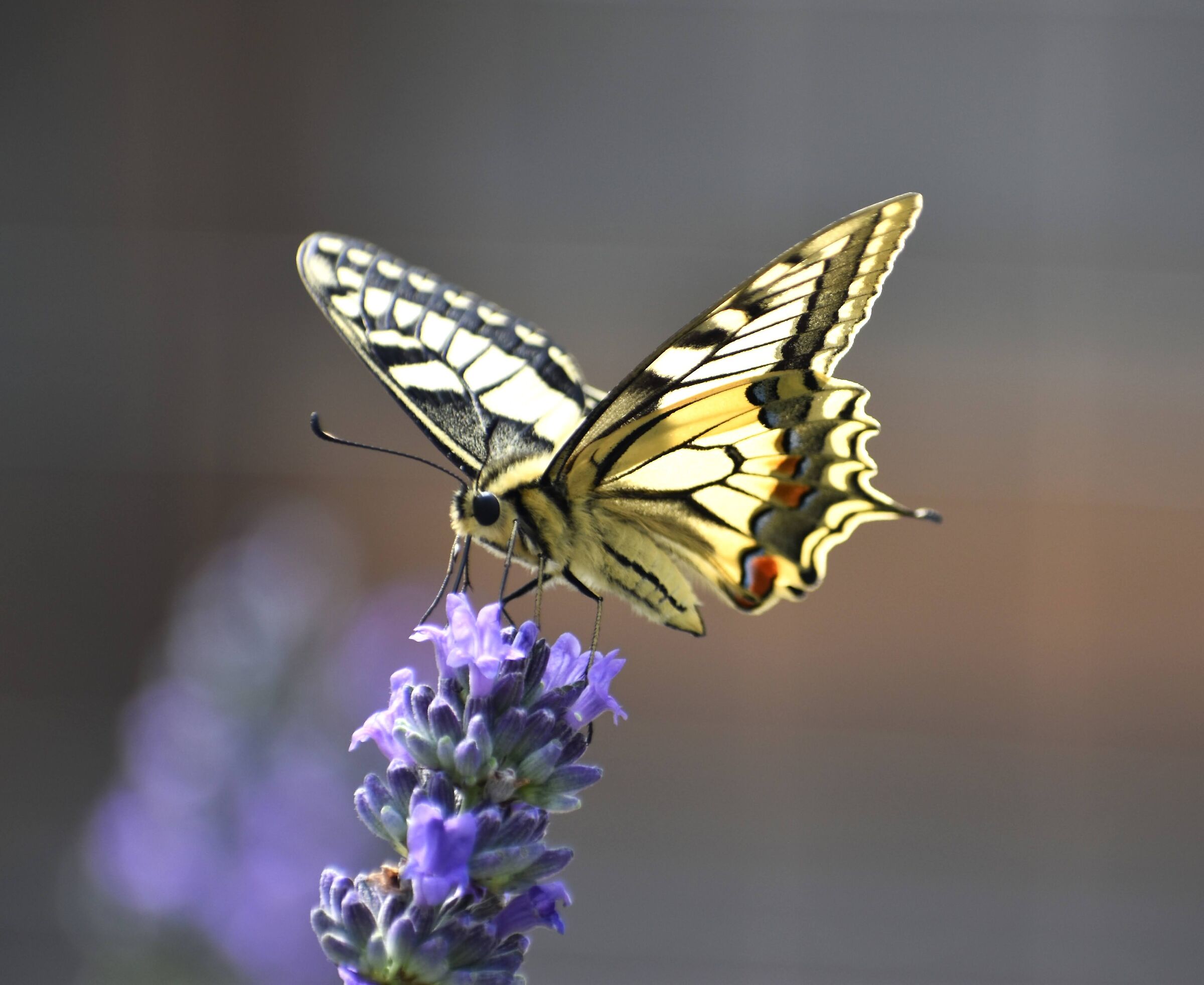 Lavender bloom begins