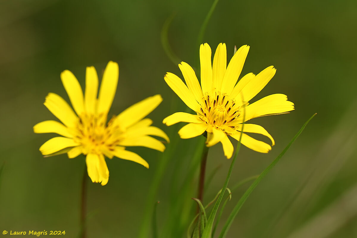 Barba di becco orientale