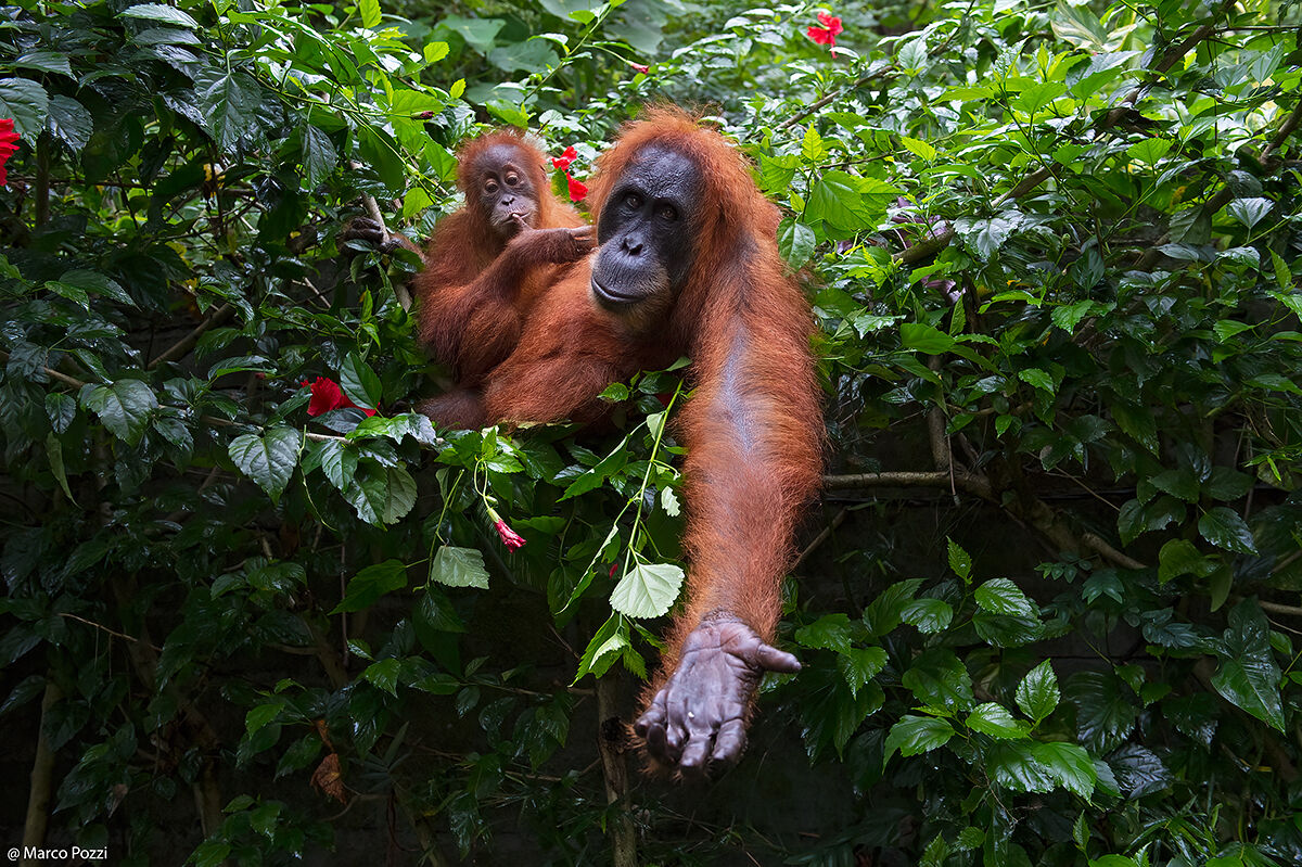 Orangutans