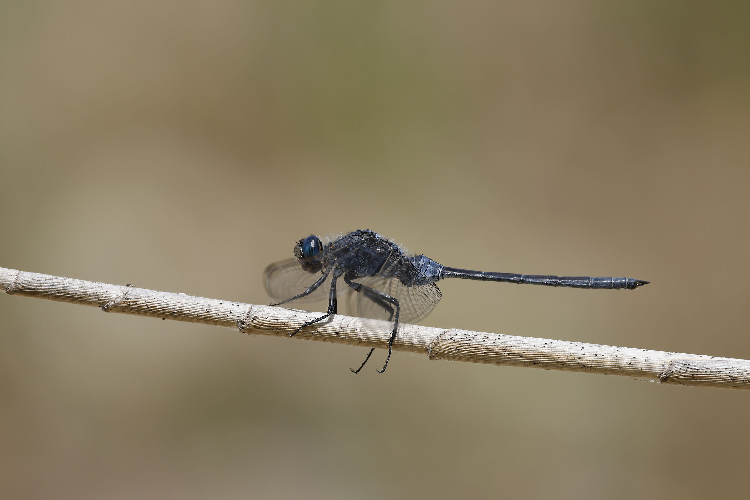 Libellula a schiumatoio lungo.