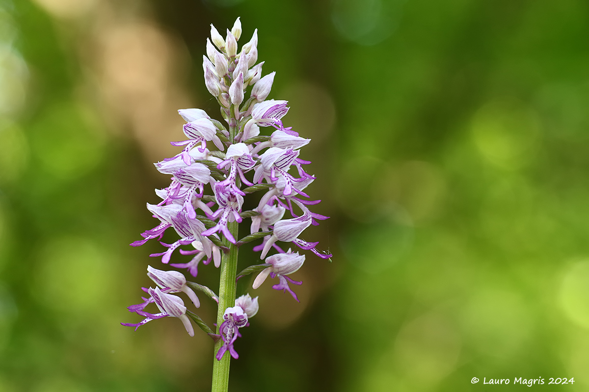 Orchis Militaris and flares
