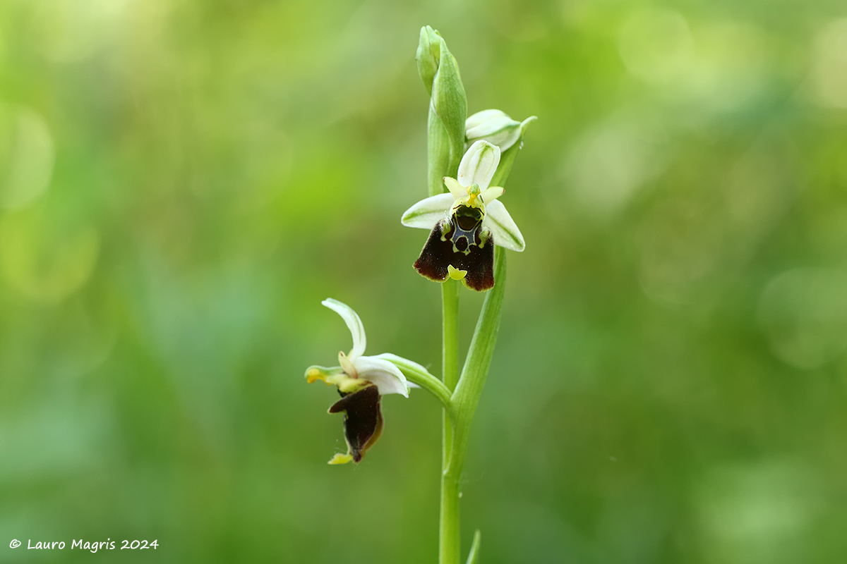 Ophrys holosericea