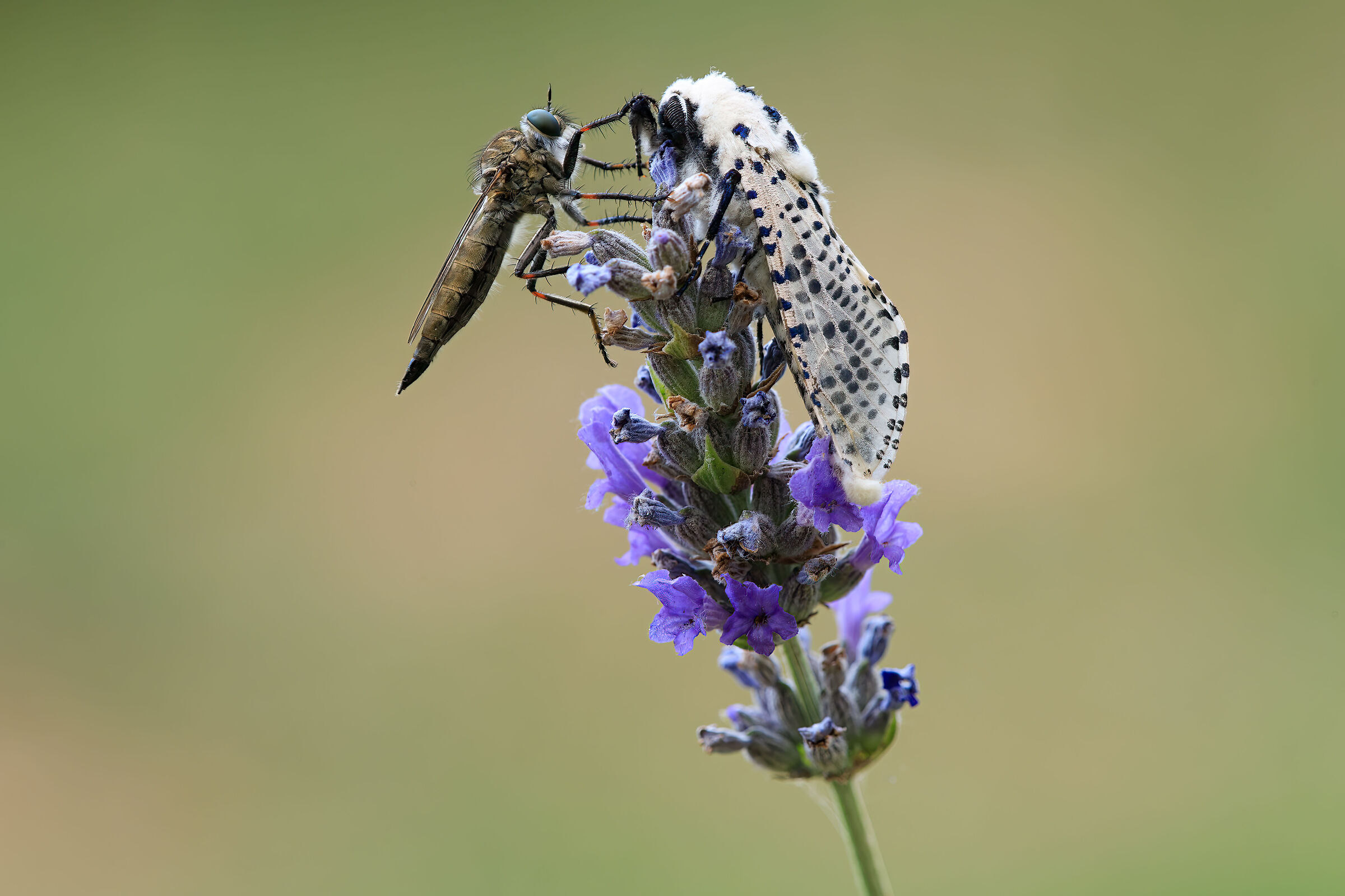 Zeuzera pyrina and Atylotus rusticus