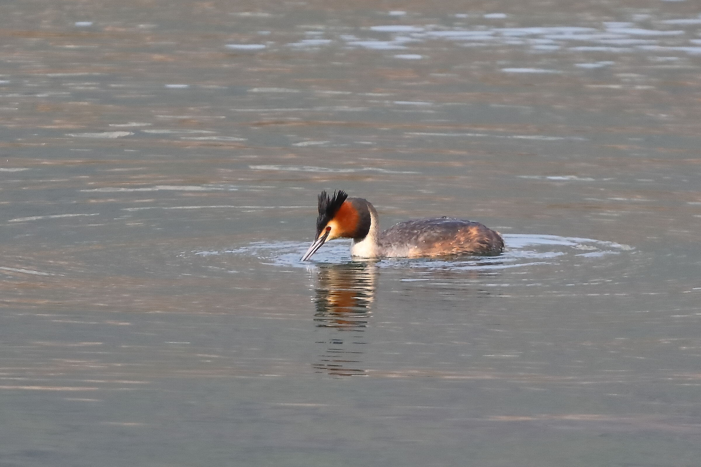 Grebe 19 March 2024 - 0324