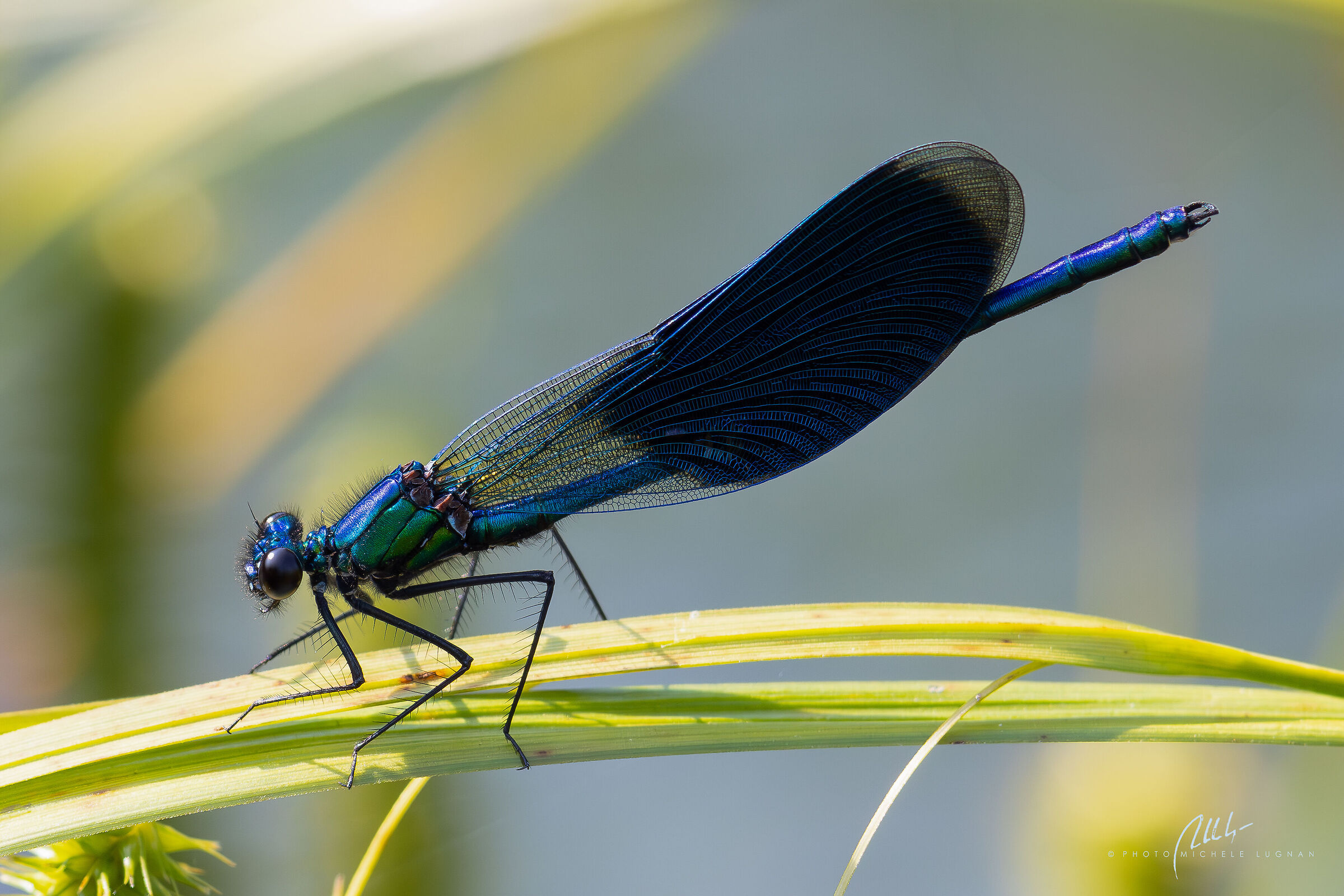 Calopteryx splendens