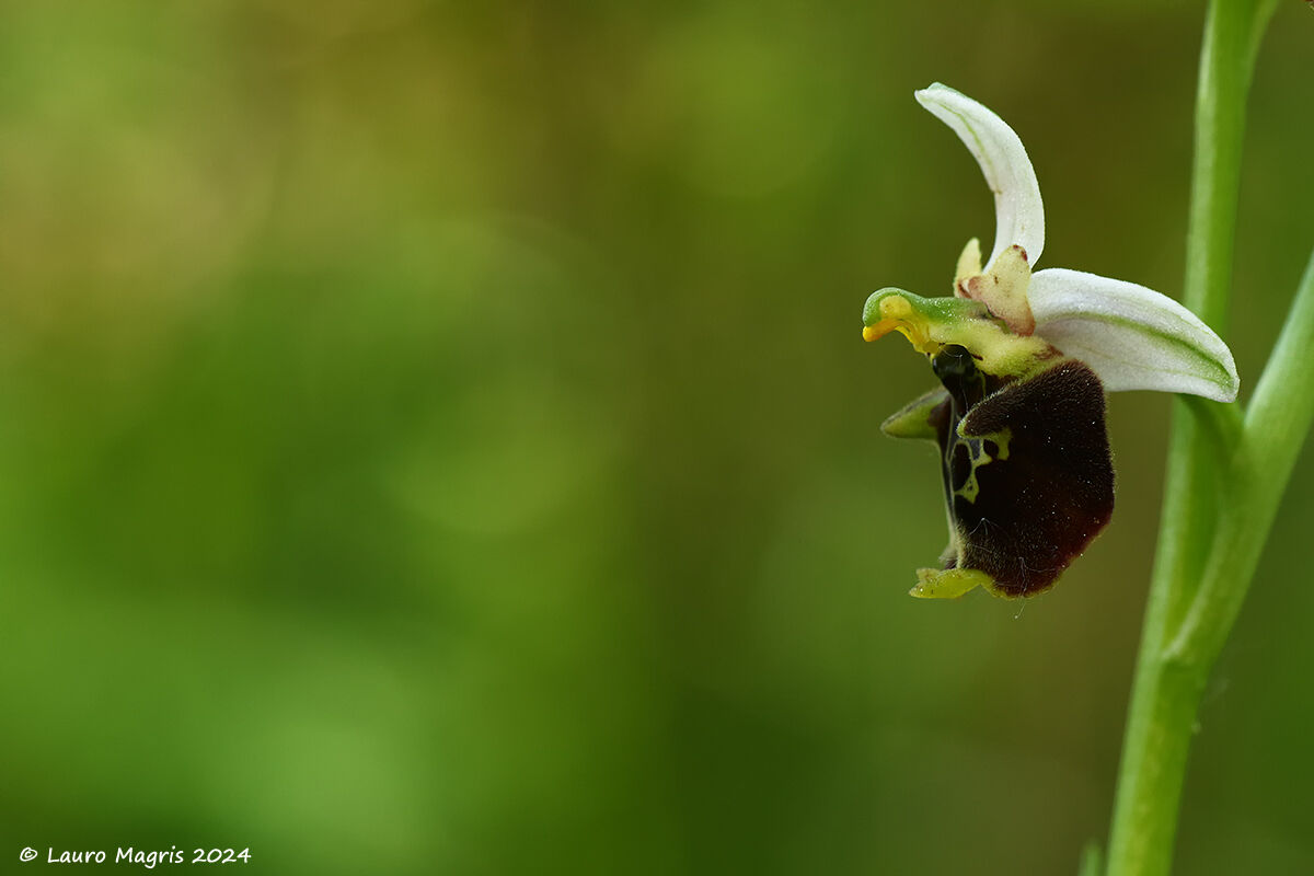 Le meraviglie della natura