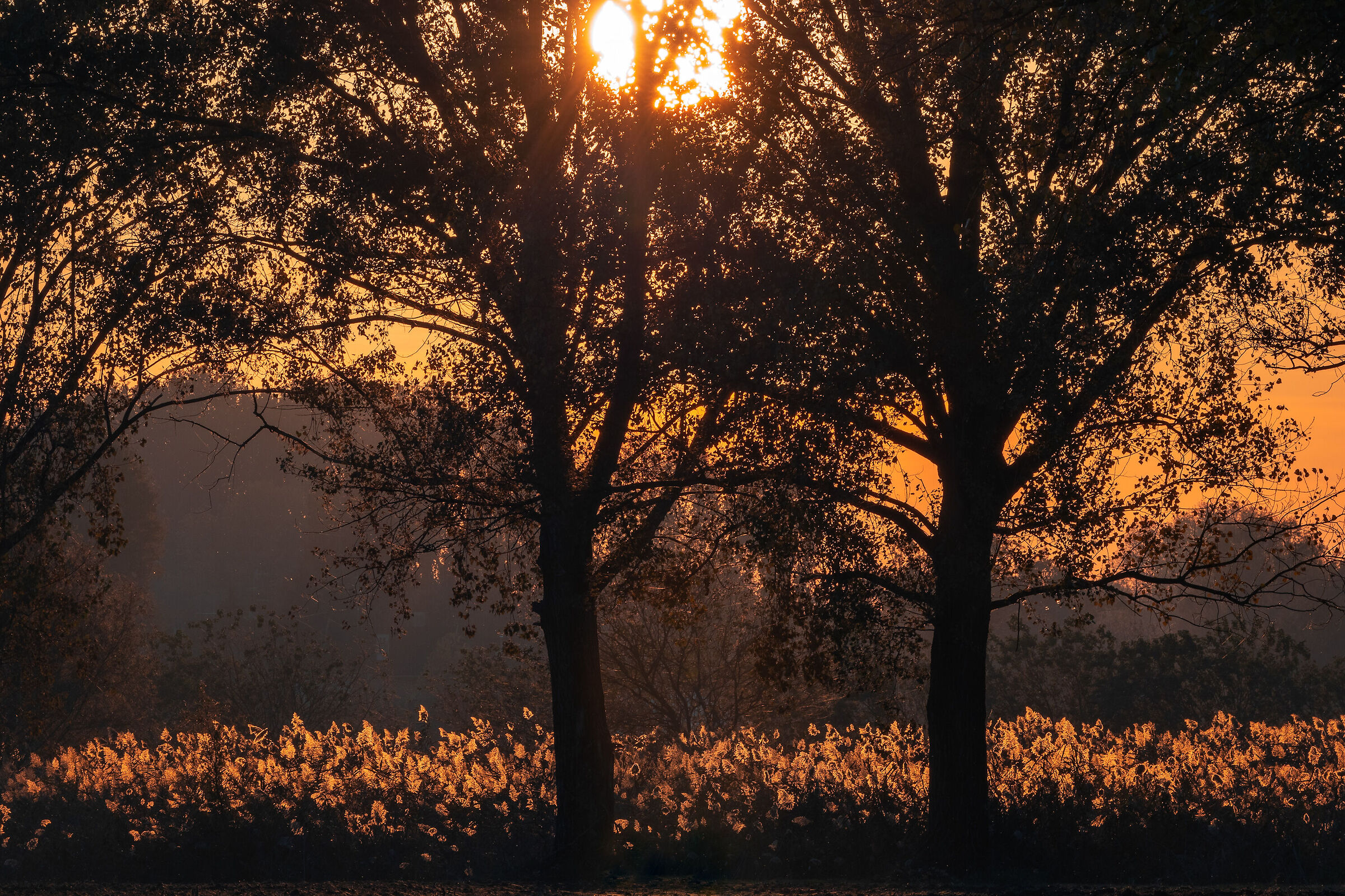 Sunset in the Oglio Nord Park