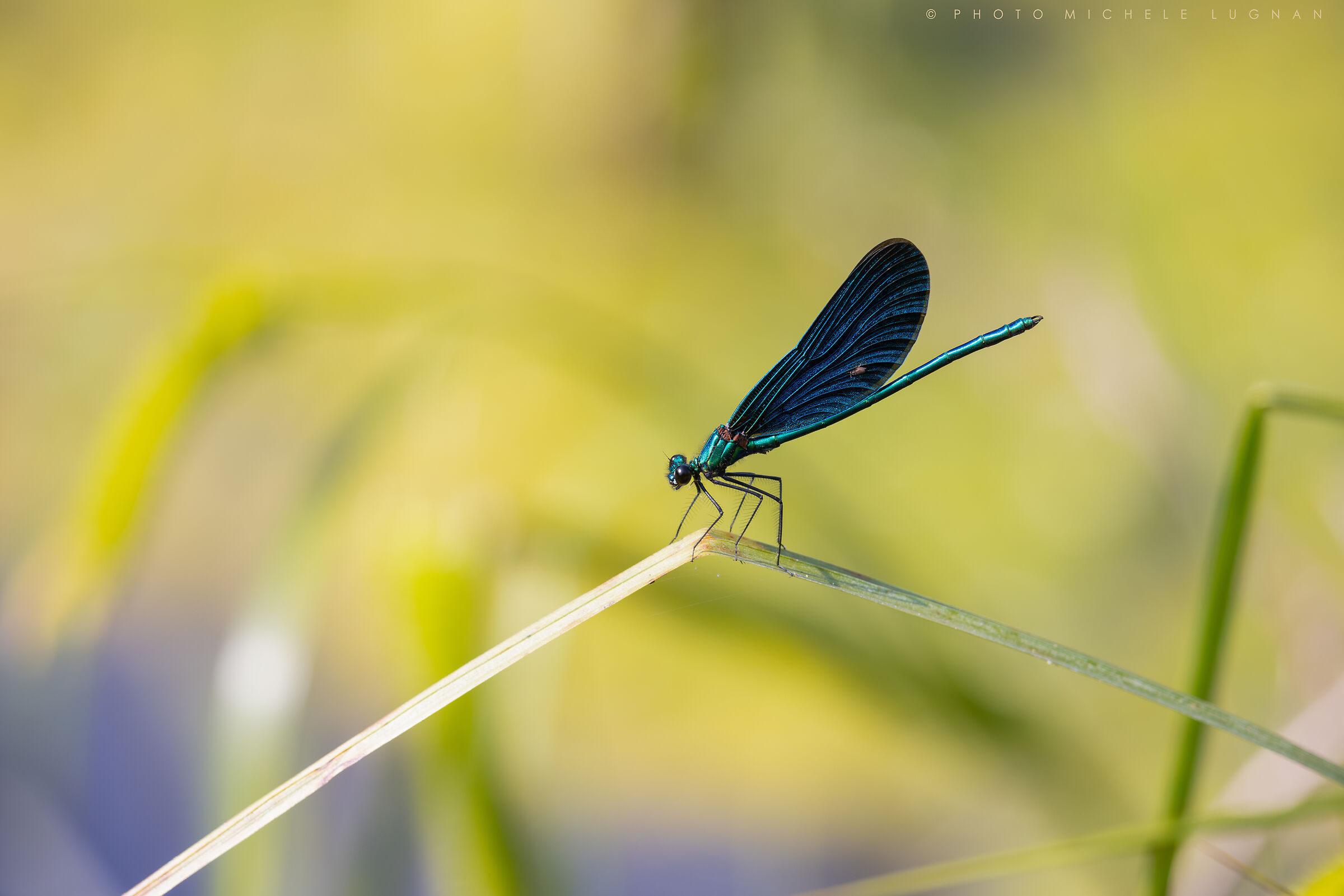 Calopteryx splendens