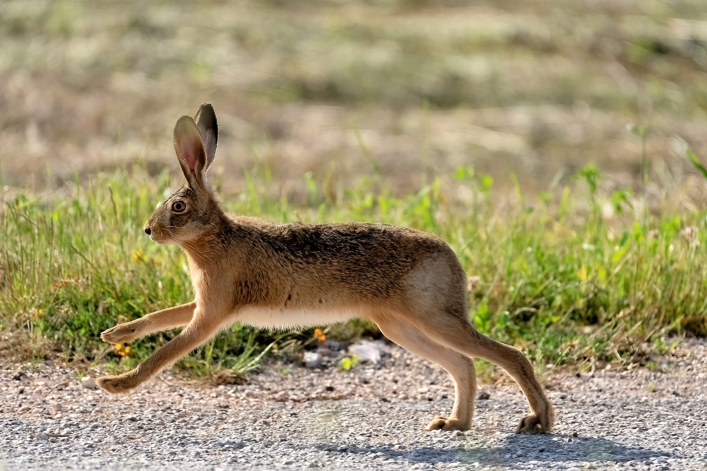 Common hare (Lepus europaeus)