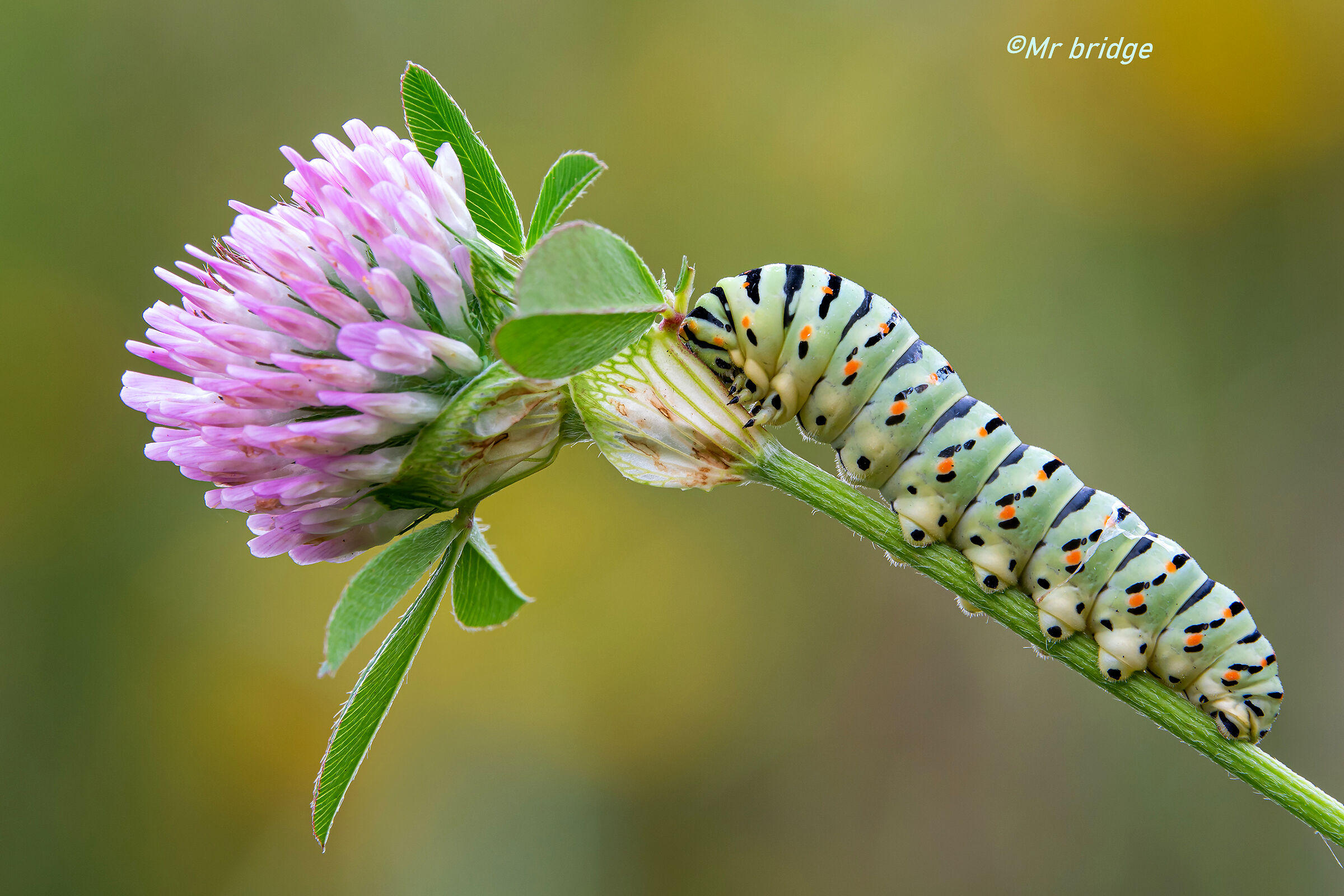 il principe sulla rx10