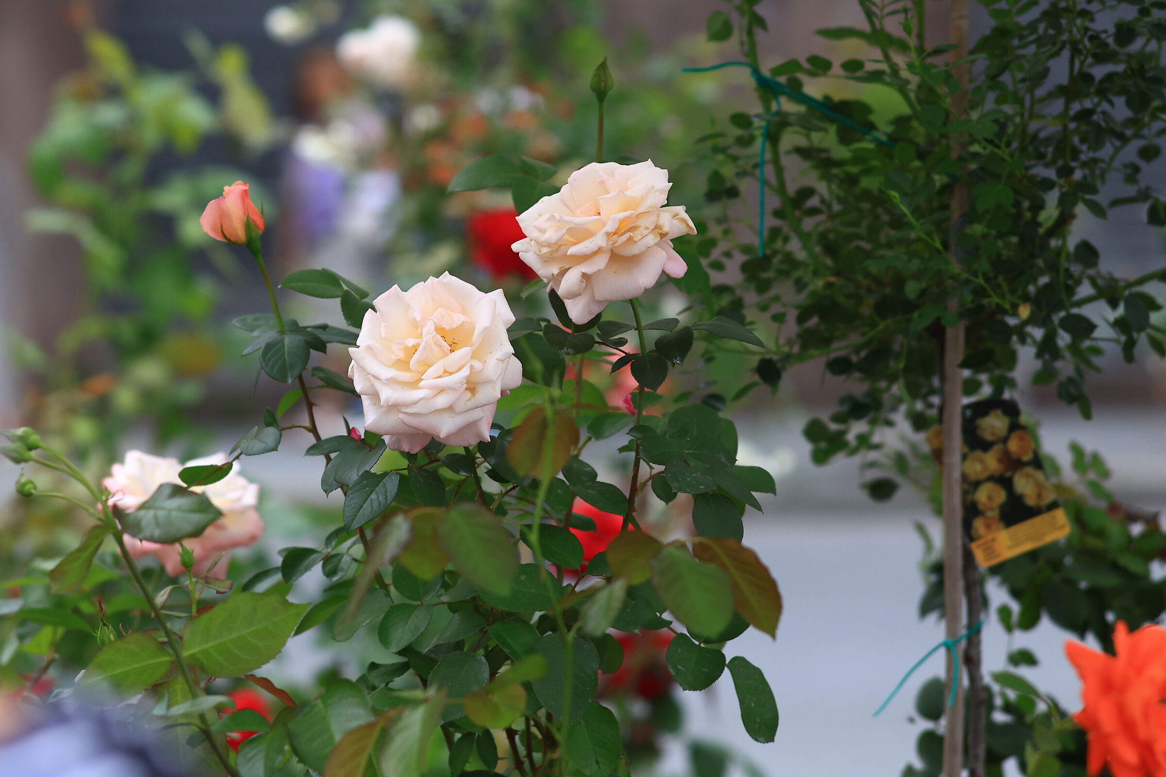 Rosa Ibrido di Tea