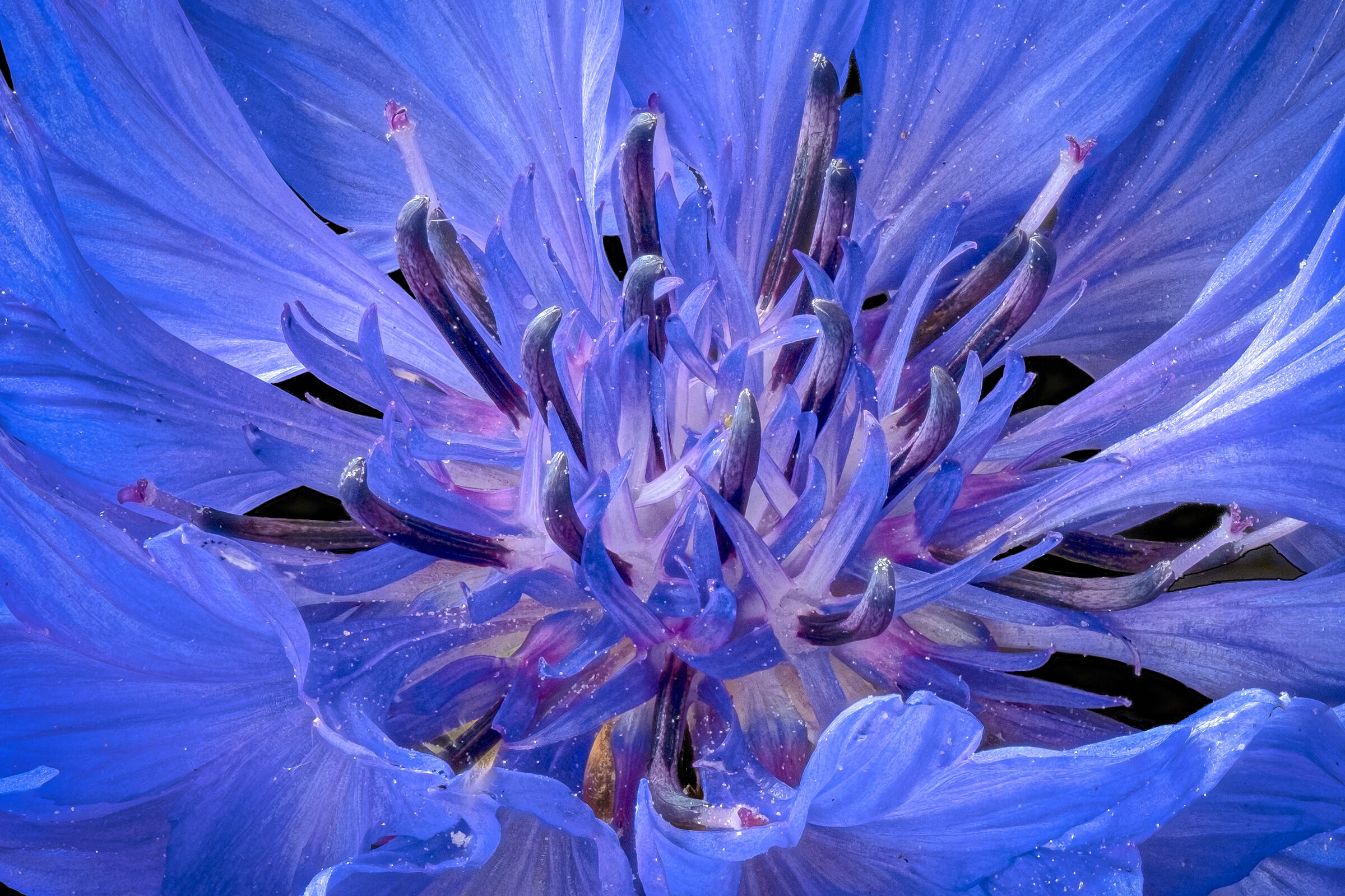 Cornflower details1