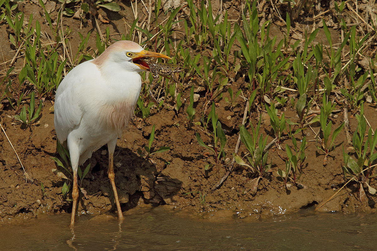 Aggiustatina the prey .......