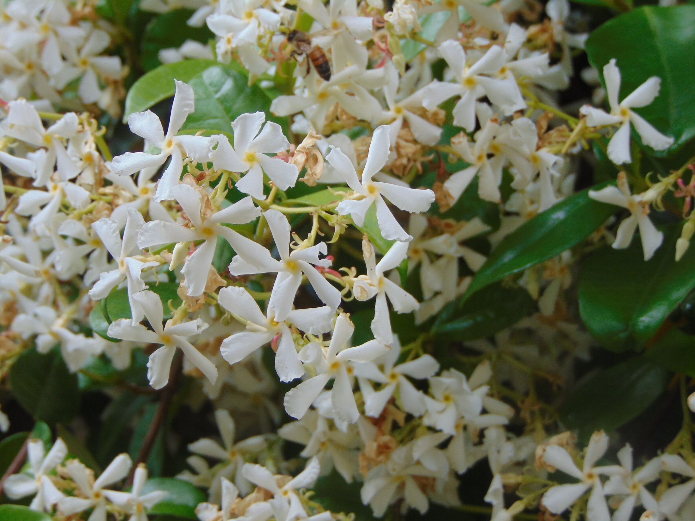 Jasmine in bloom