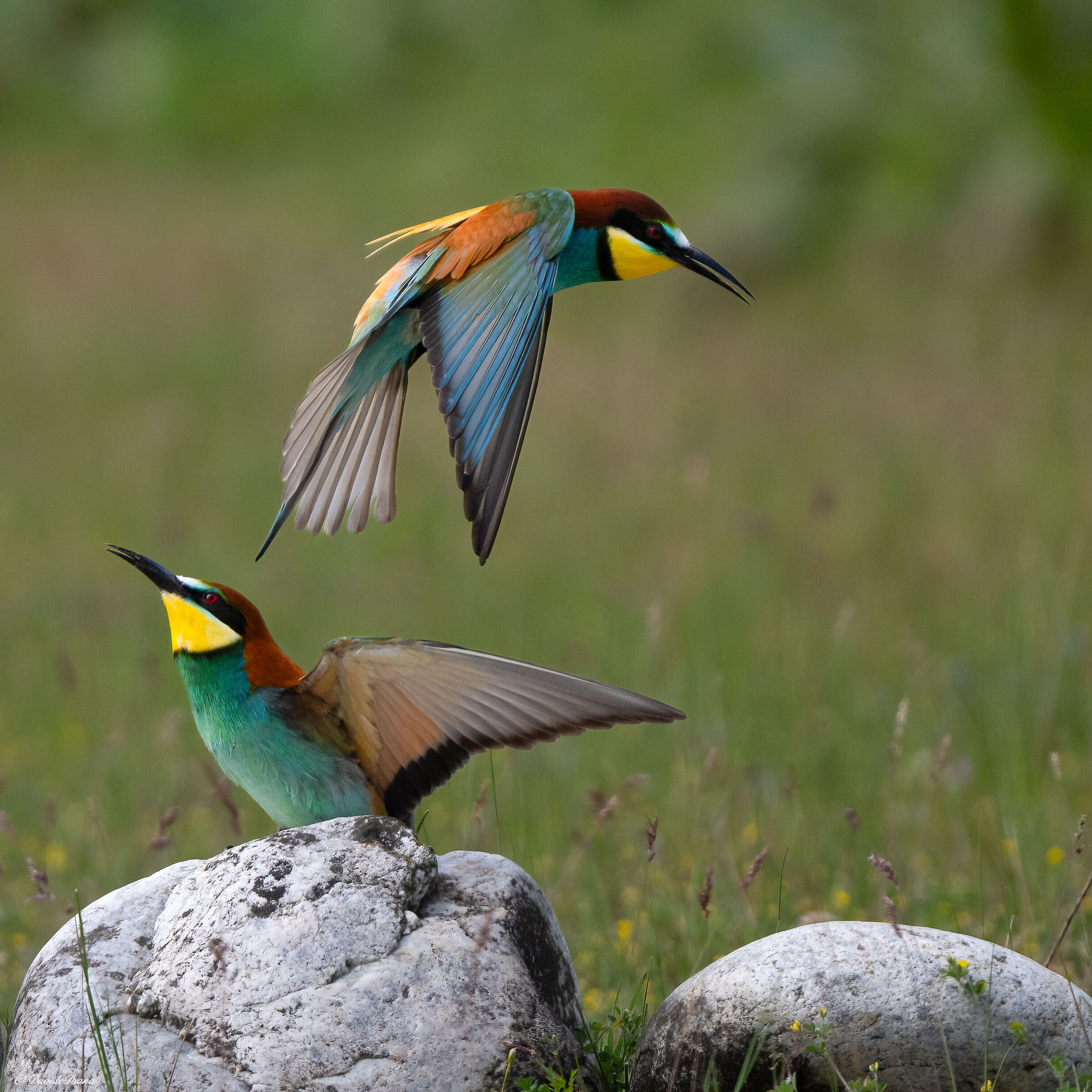 Bee-eater