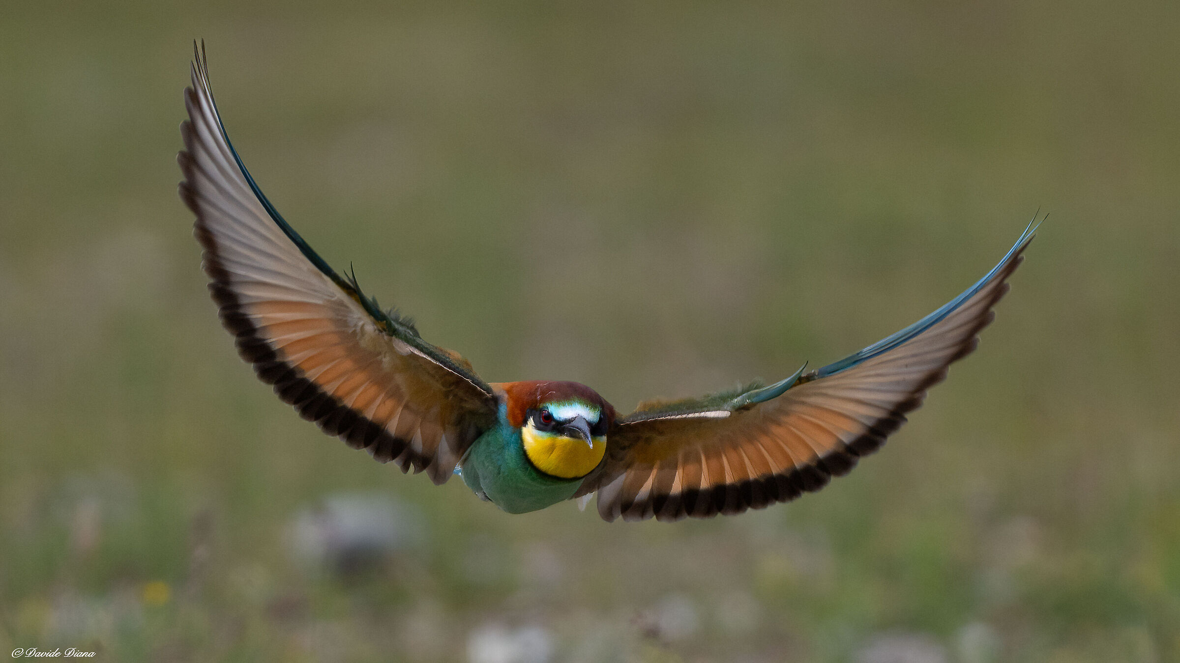 Bee-eater