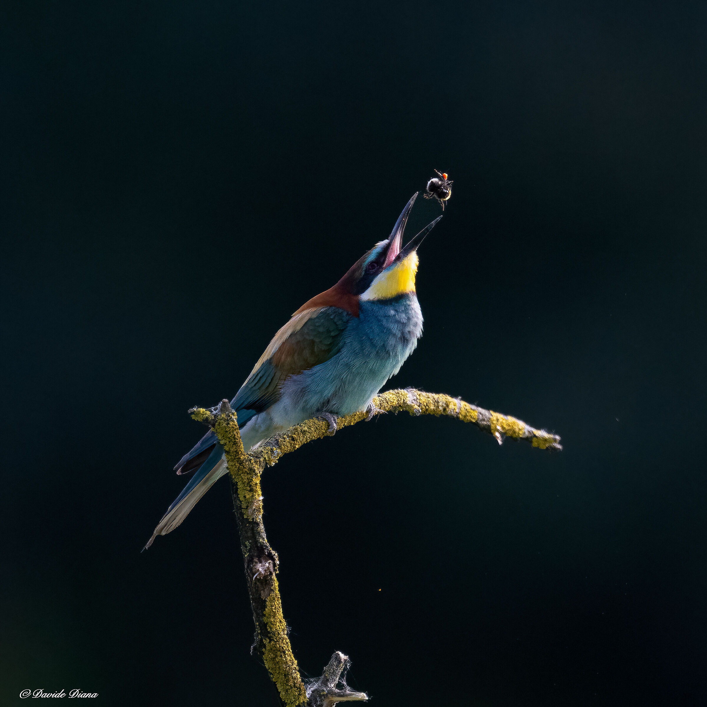 Bee-eater