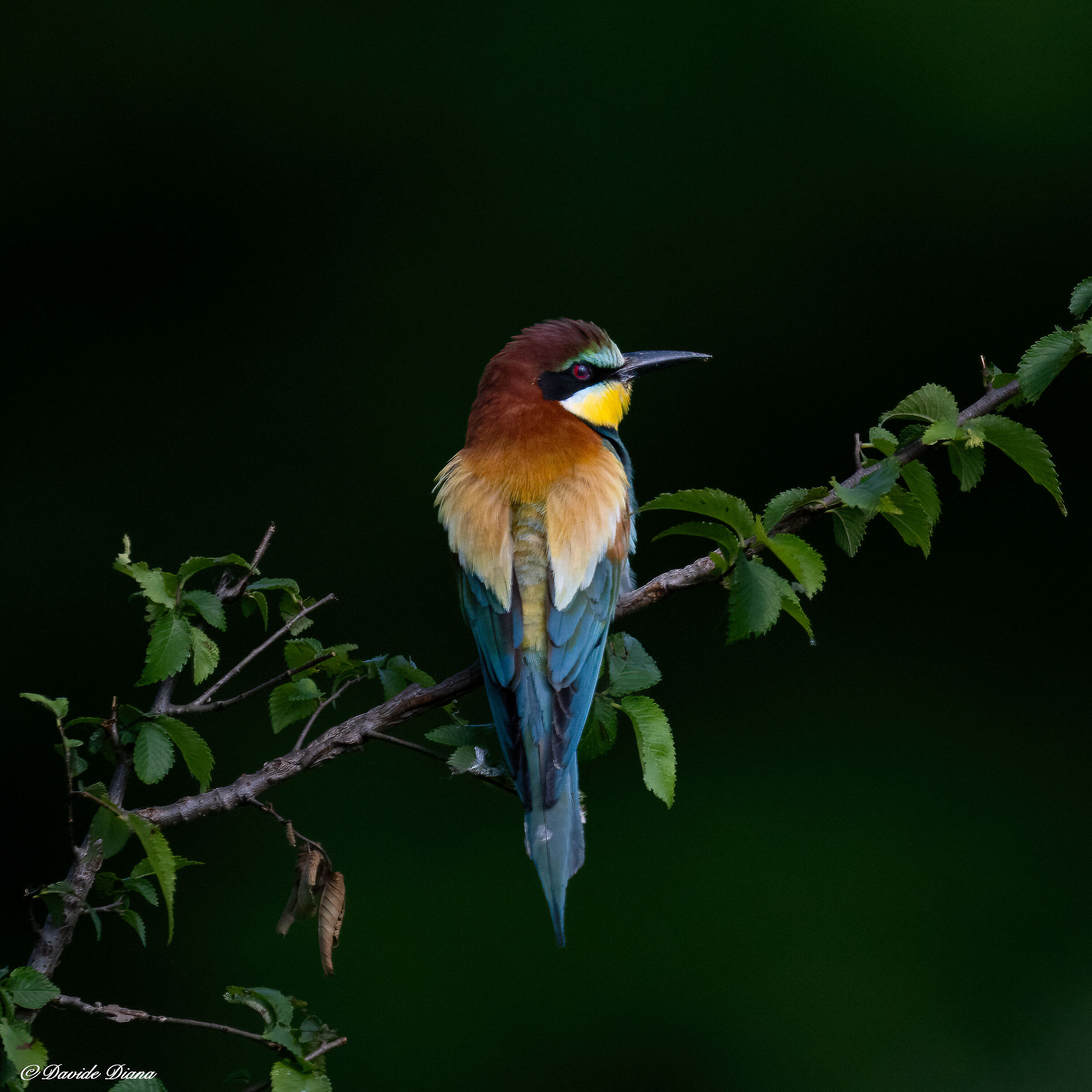 Bee-eater