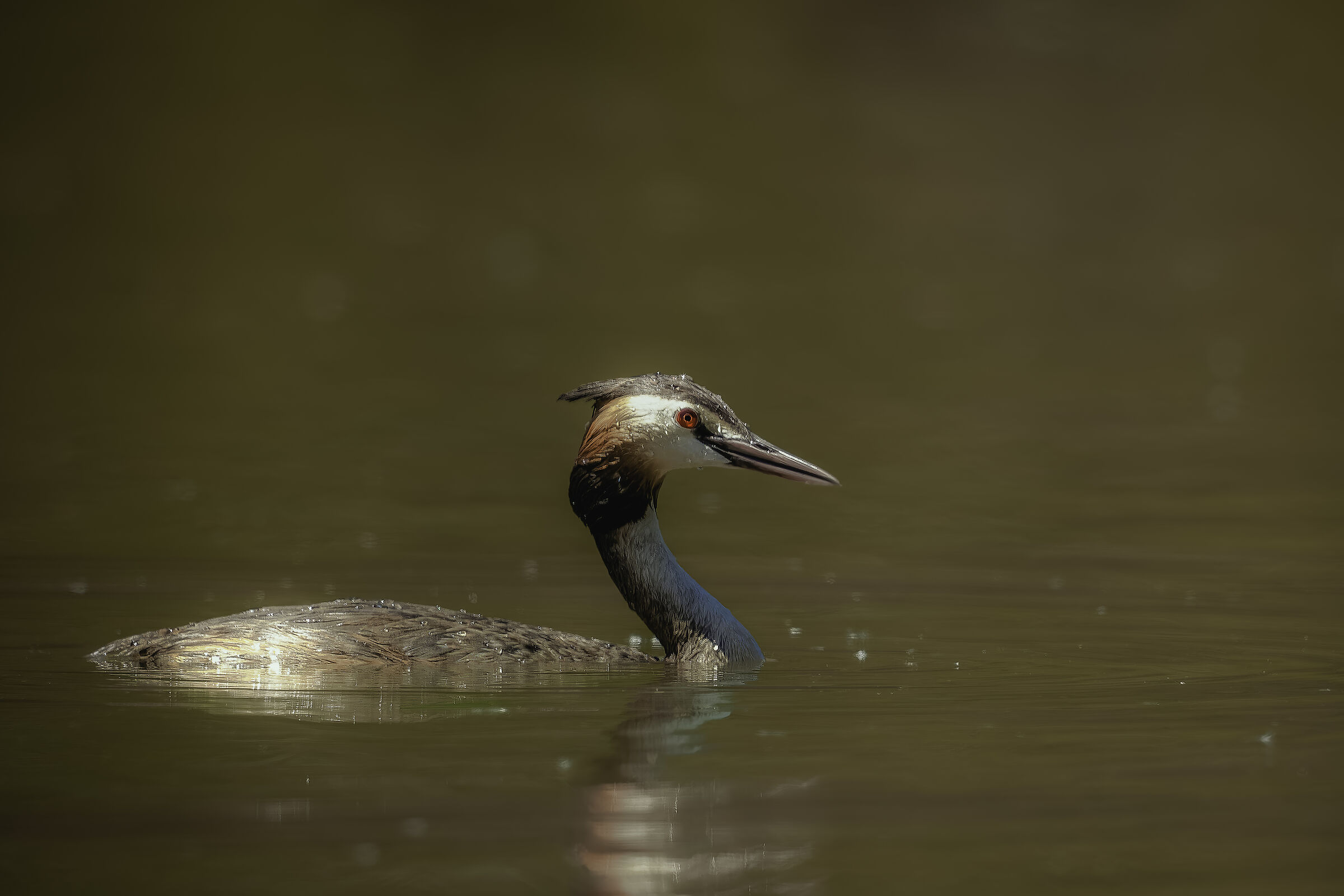 Grebe