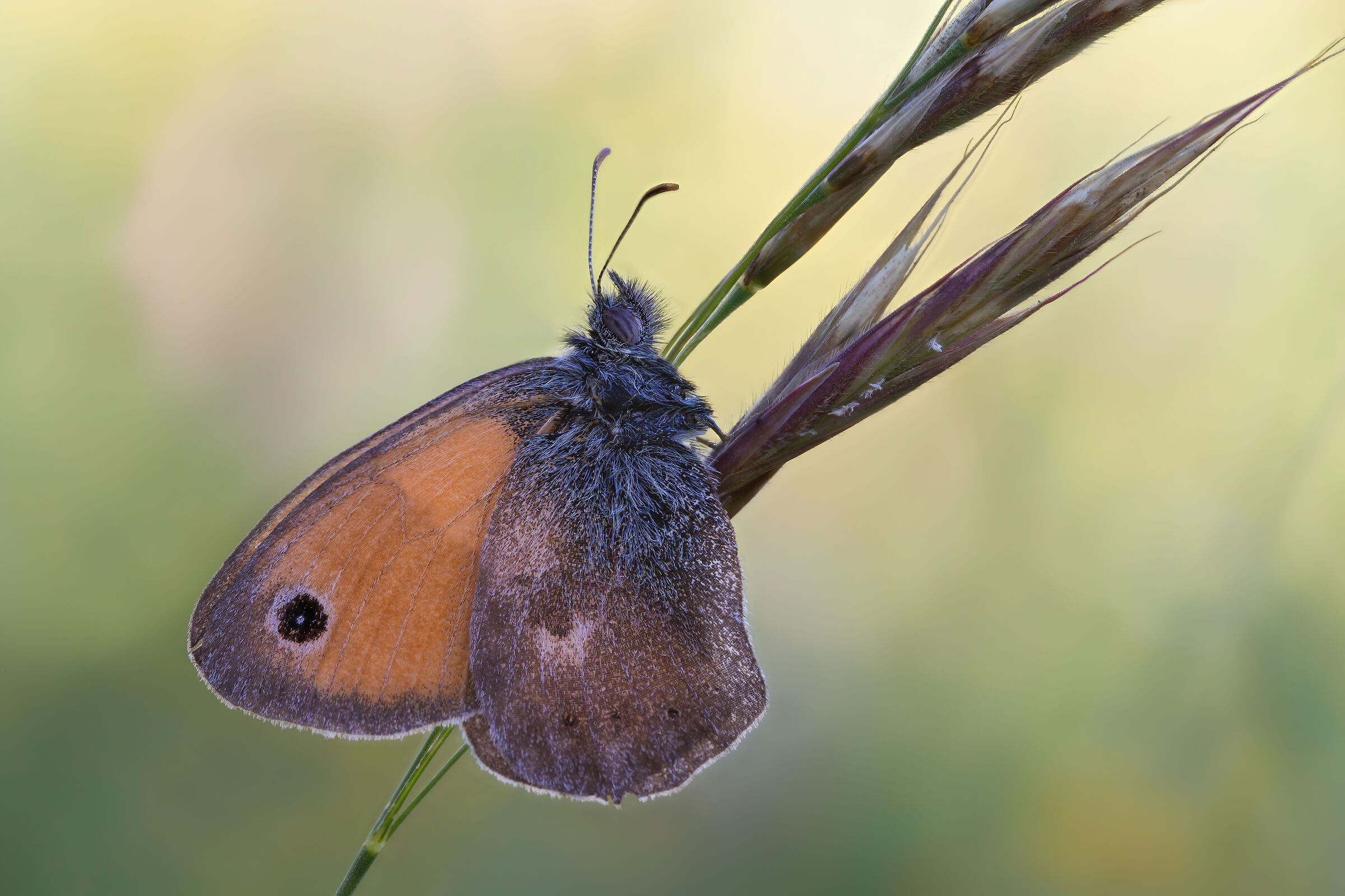Coenonympha pamphilus
