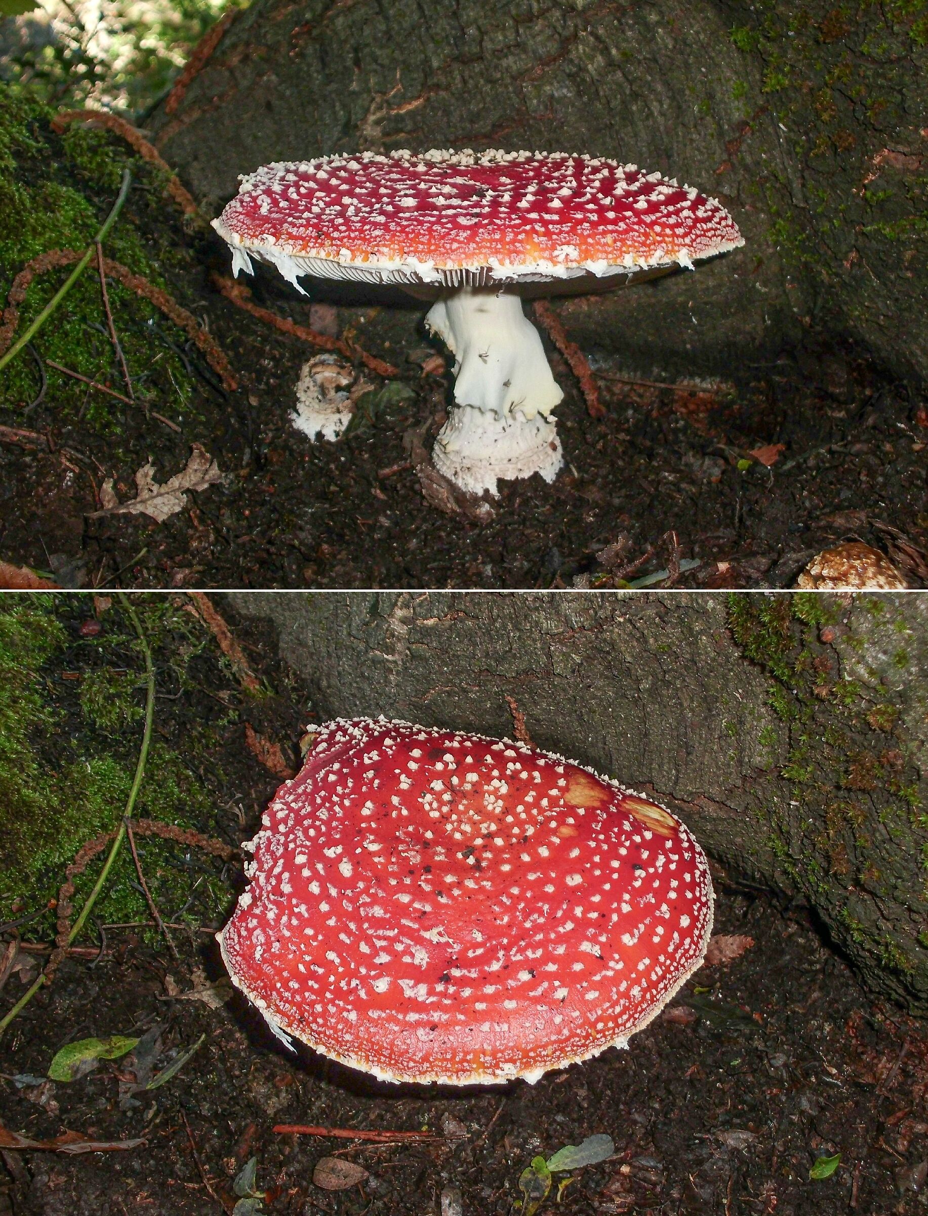 Amanita muscaria