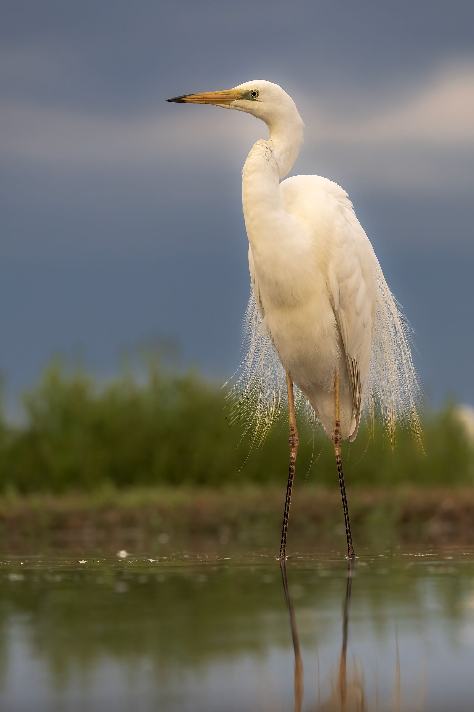 Great white heron