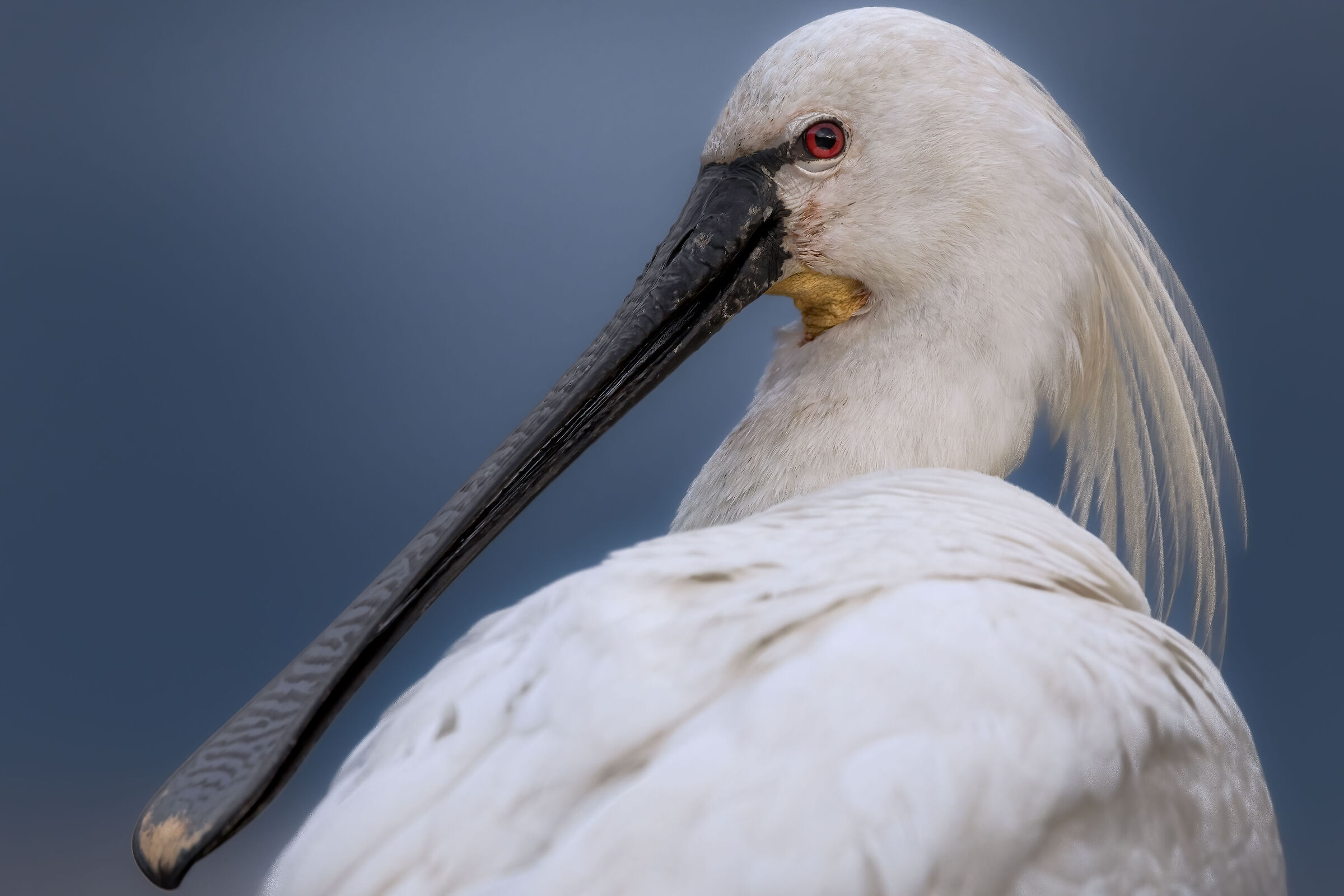 Portrait of a Spoonbill