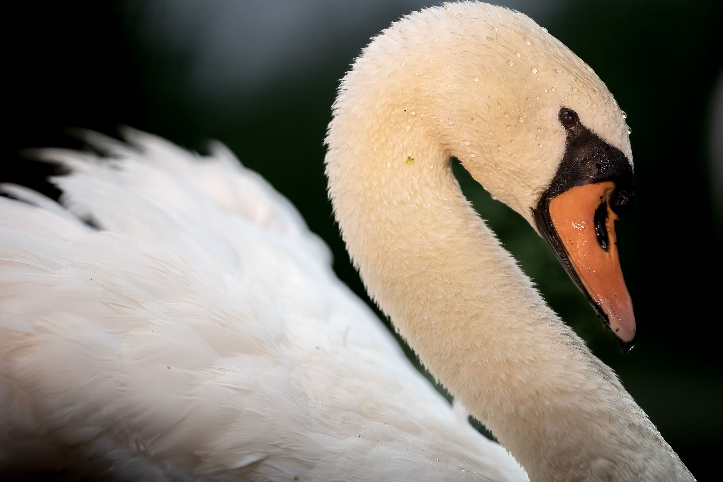 Portrait of a swan