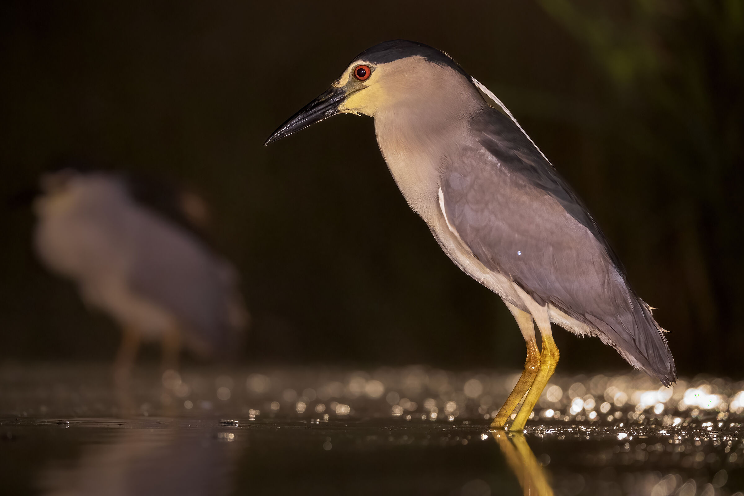 Nycticorax nycticorax
