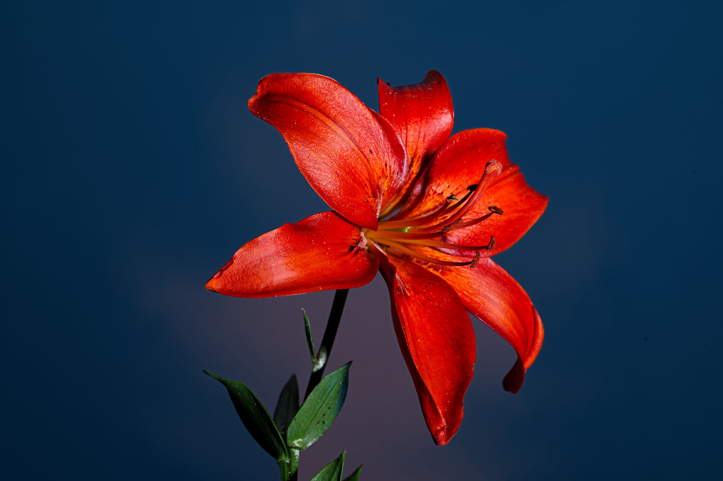 St. John's Lily...