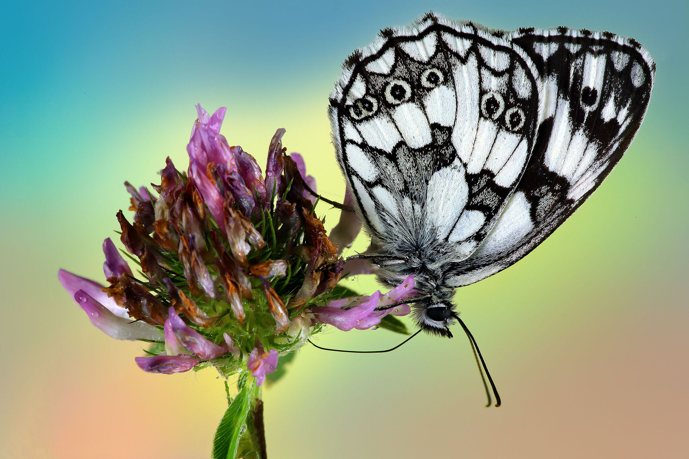 Melanargia galathea