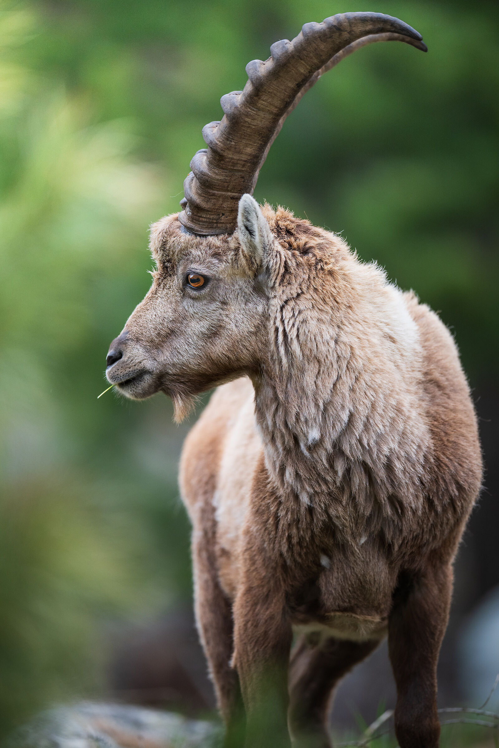Ibex portrait