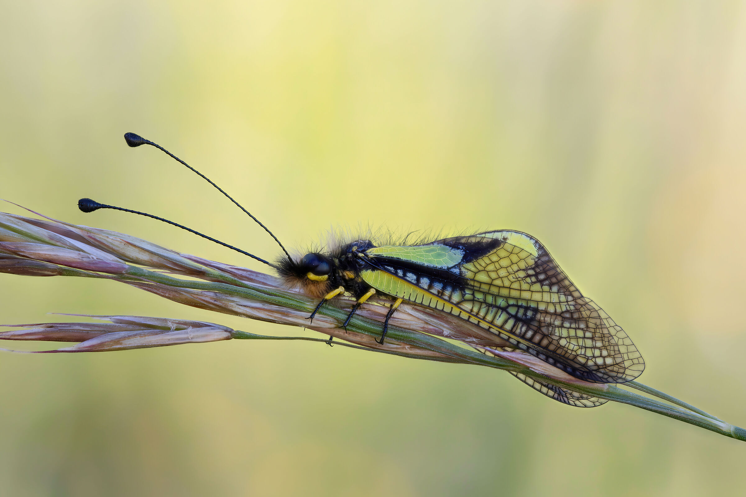 Libelloides coccajus