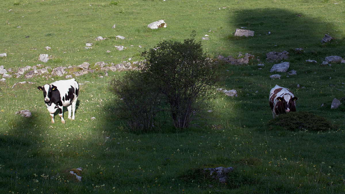 Hidden in the shadows