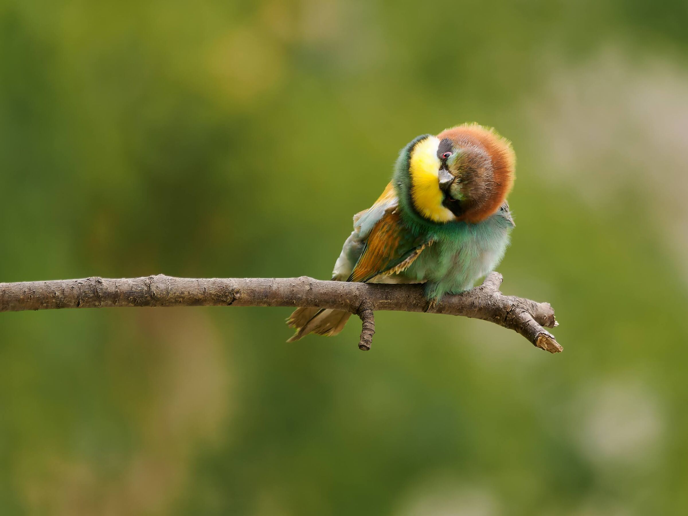Bee-eater
