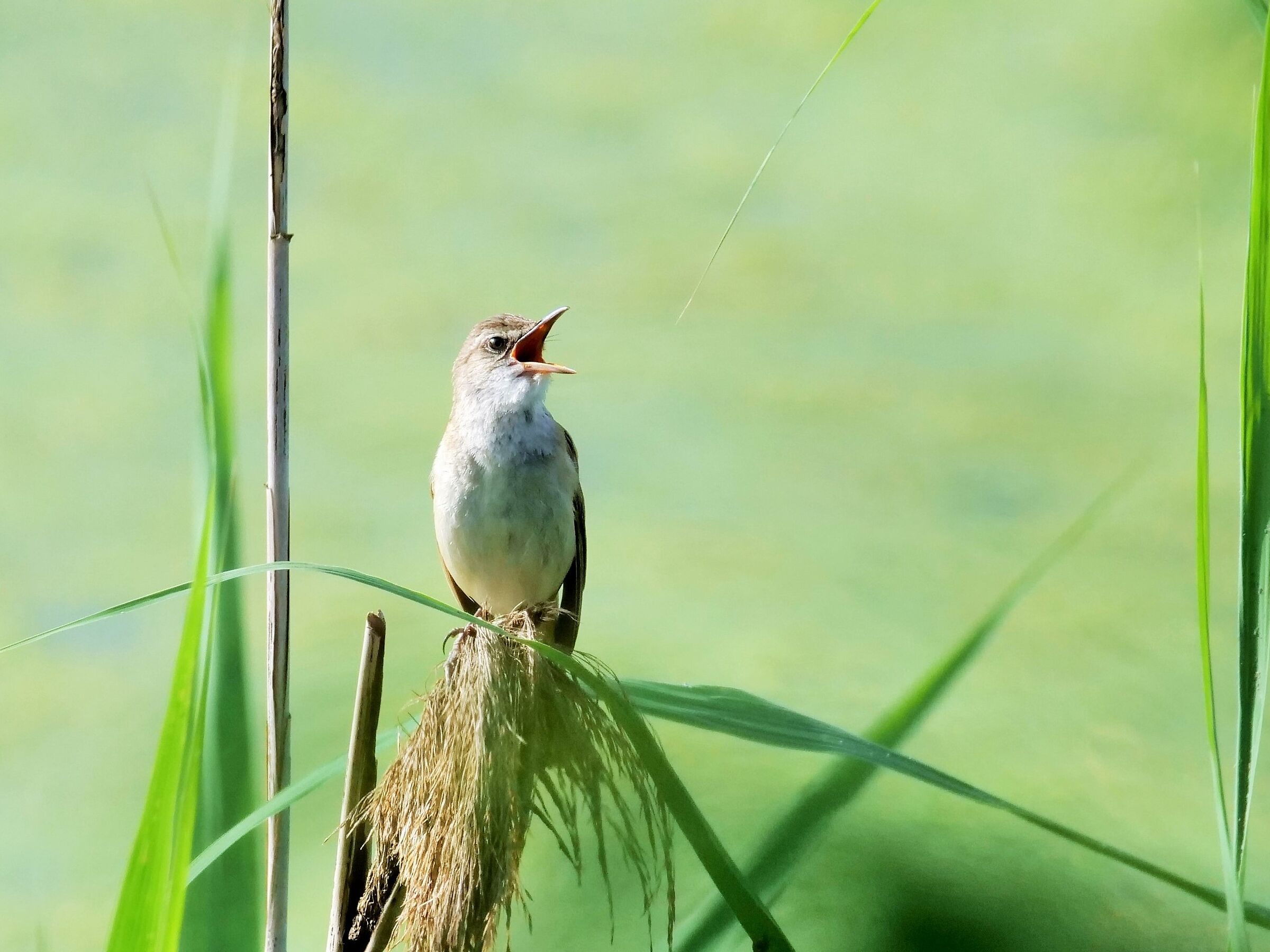 Canareccione in canto (Acrocephalus arundinaceus)